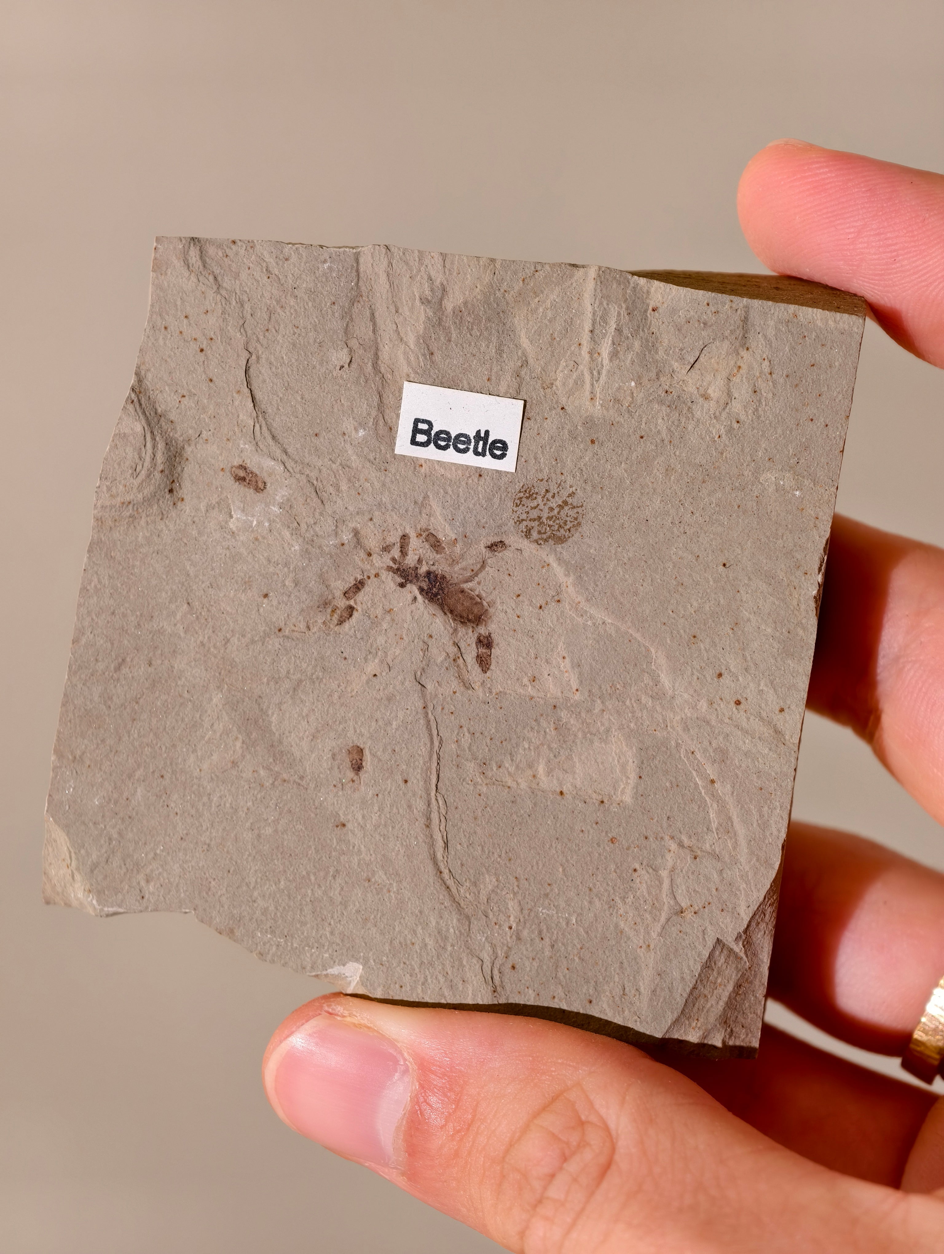 Fossiler Käfer aus den USA auf Matrix 42 Mio. Jahre