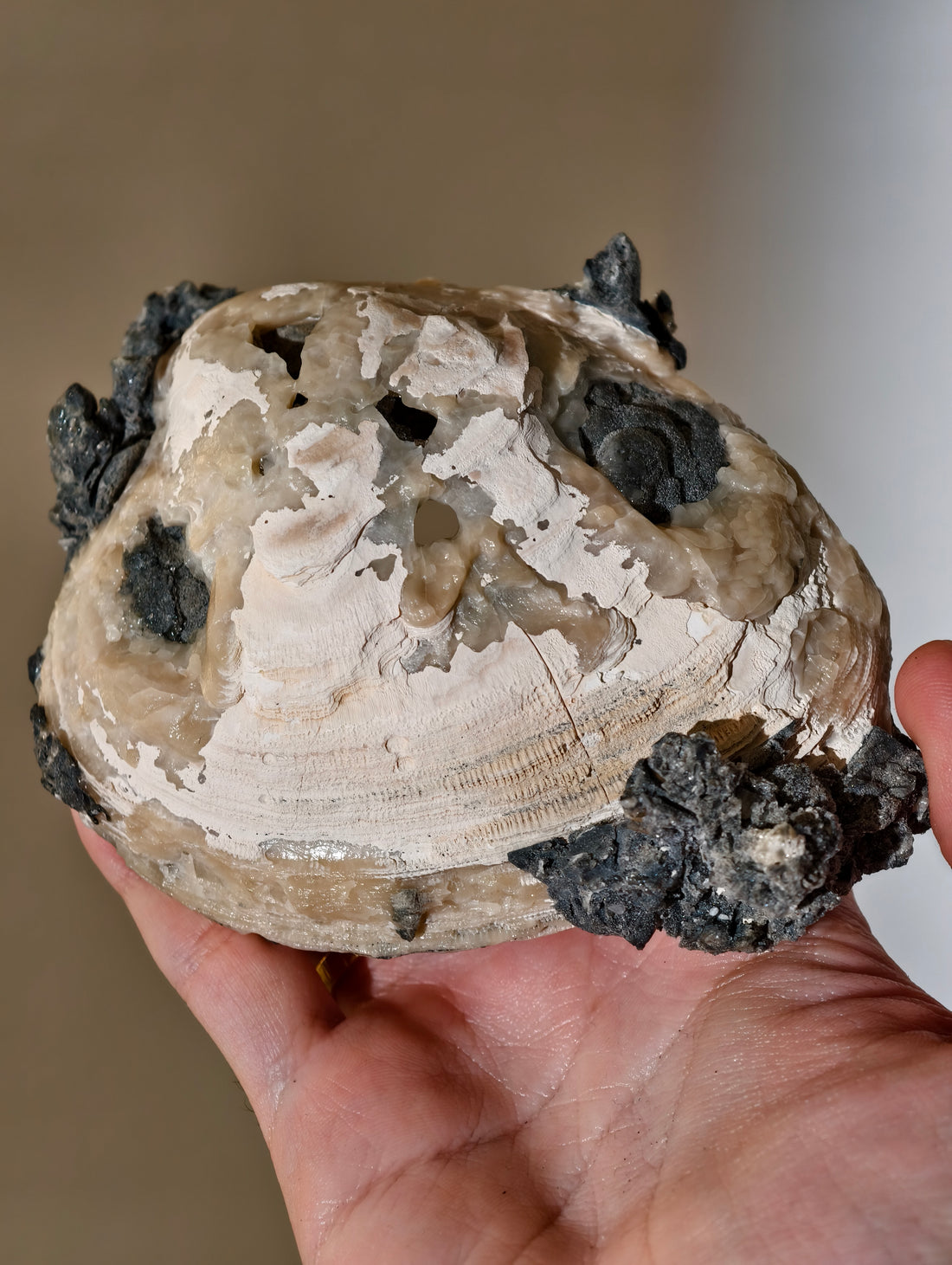 XL Kristallisierte Fossile Muschel mit Calcit aus Fort Drum, USA (UV Aktiv)
