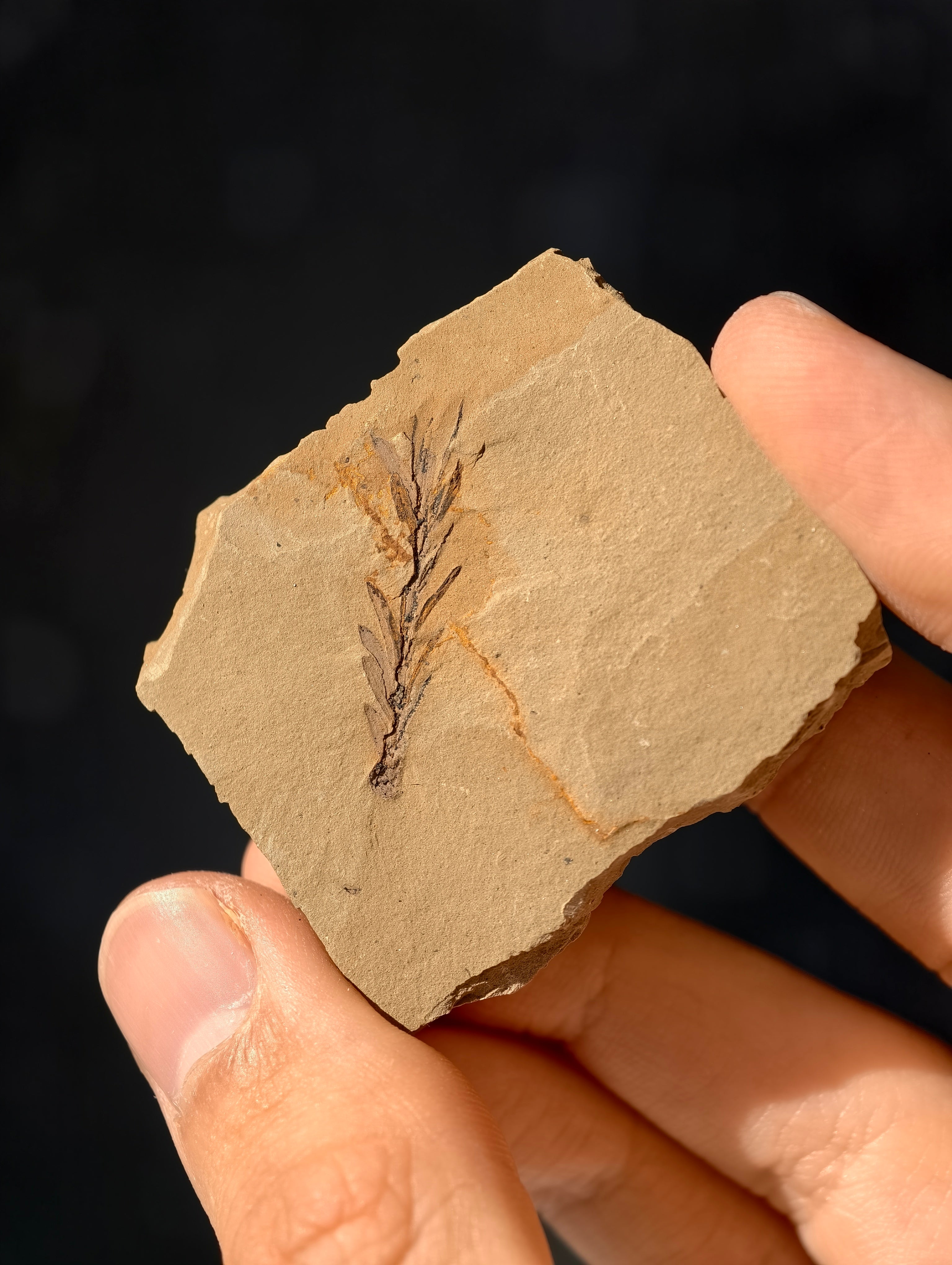 Fossile Urweltmammutbaum-Zweige Metasequoia sp. aus Kanada 42 Mio. Jahre