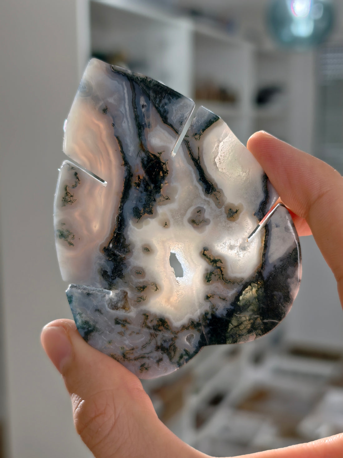 Moosachat Monstera Blatt