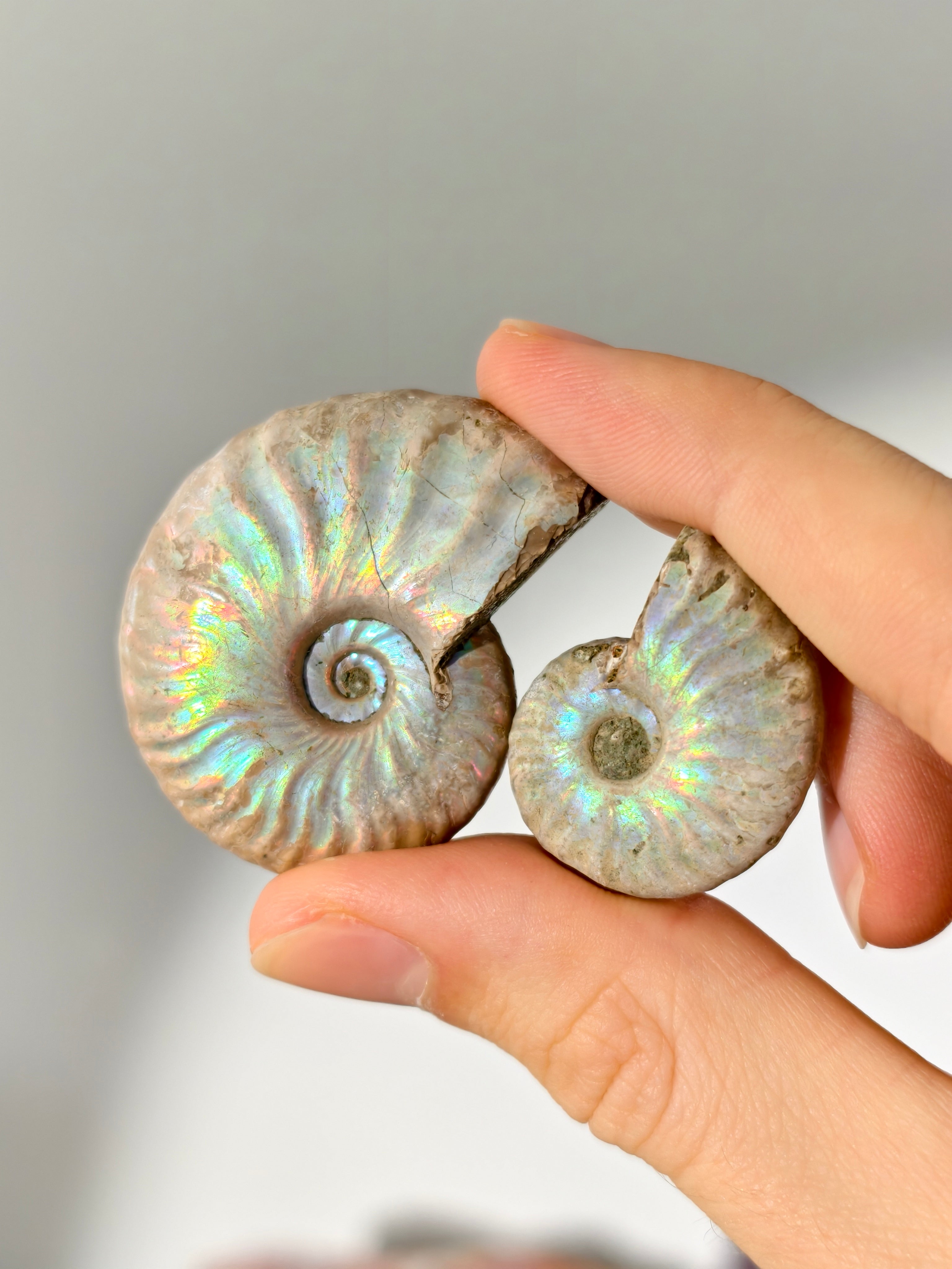 Regenbogen Ammoniten Fossil (natürlich irisierend)