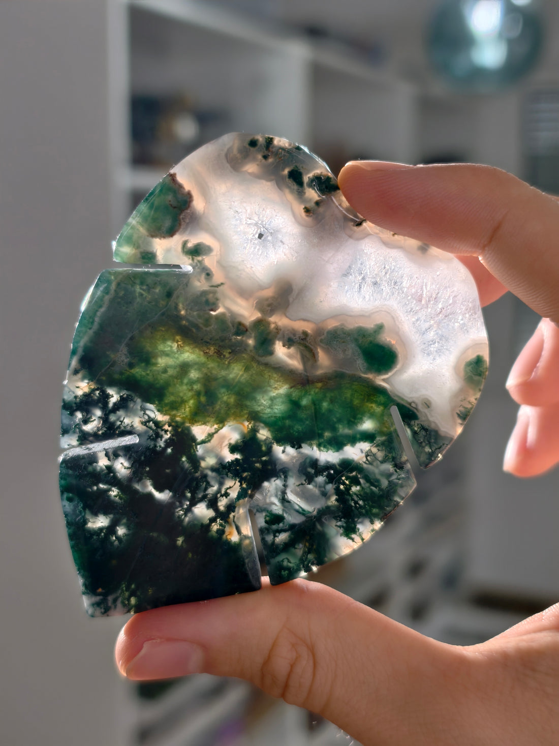 Moosachat Monstera Blatt