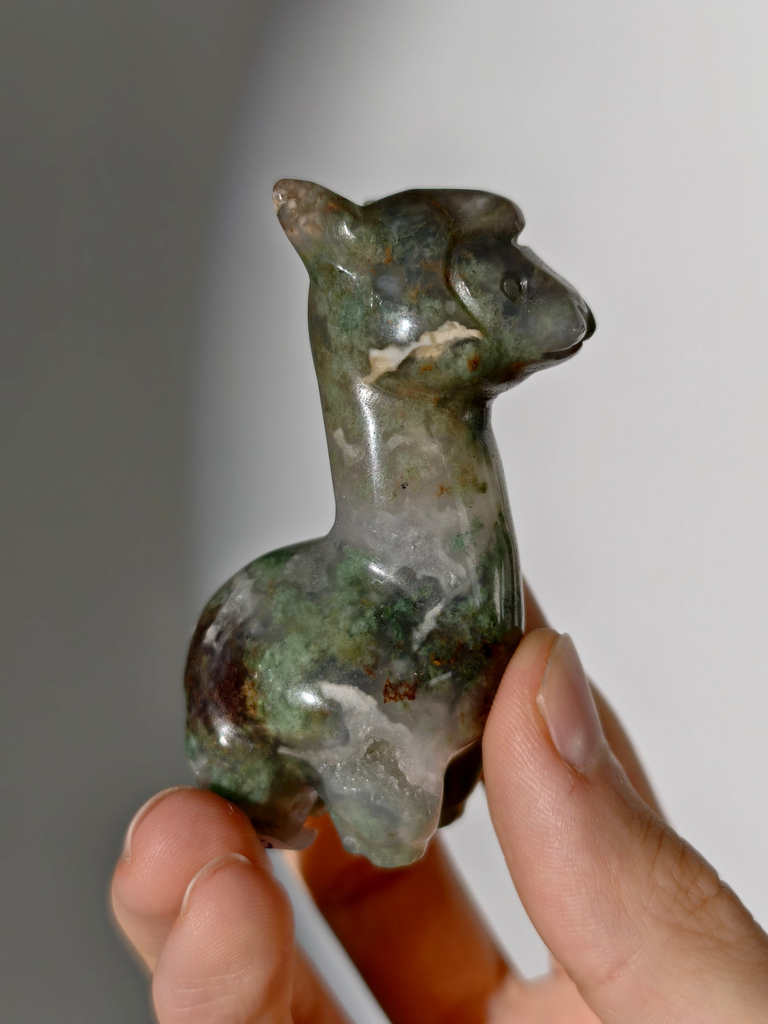 Moosachat Alpaka 🦙