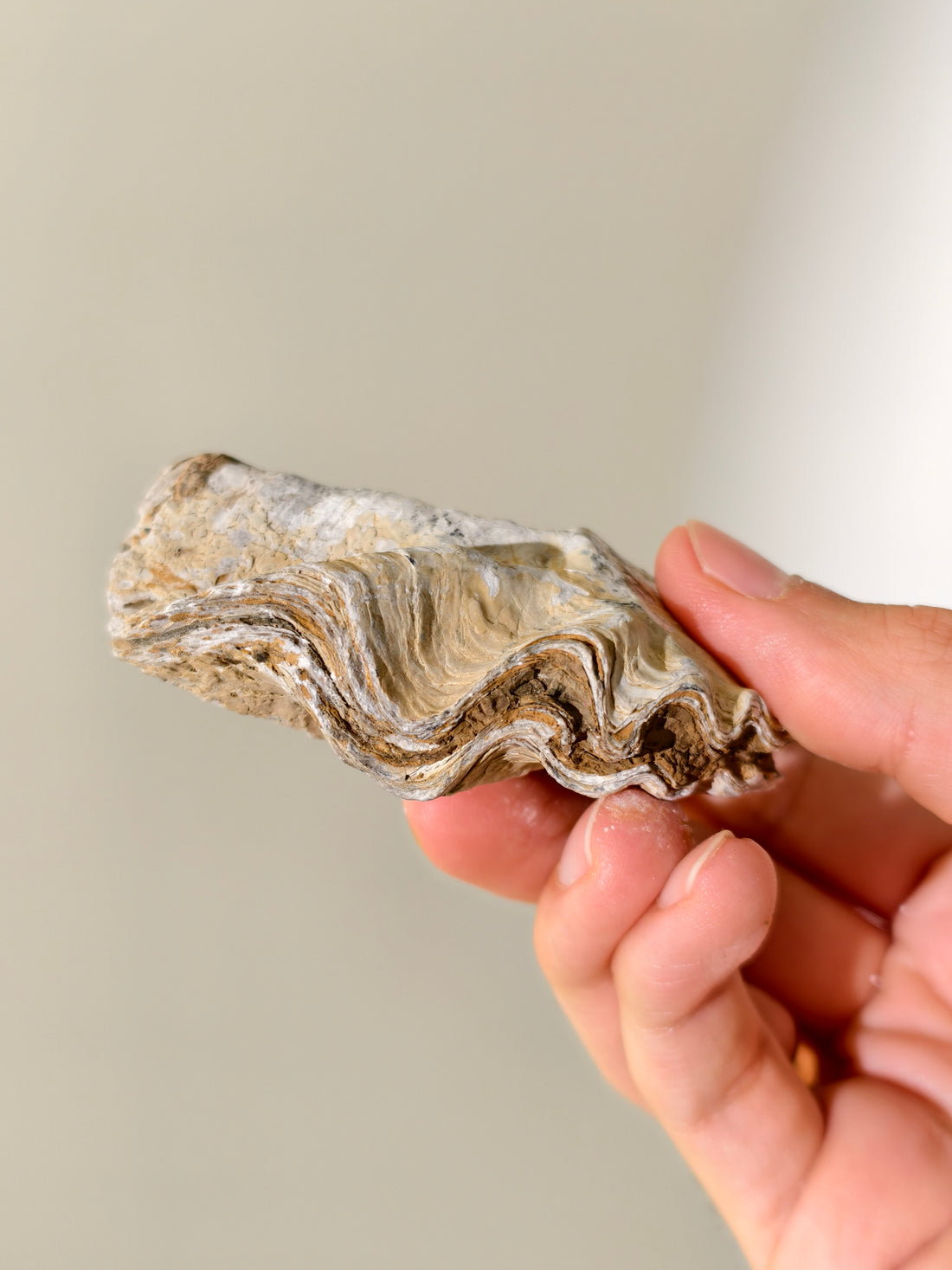 Fossile Riff-Auster Nicaisolopha nicasei aus Peru 77 Mio. Jahre
