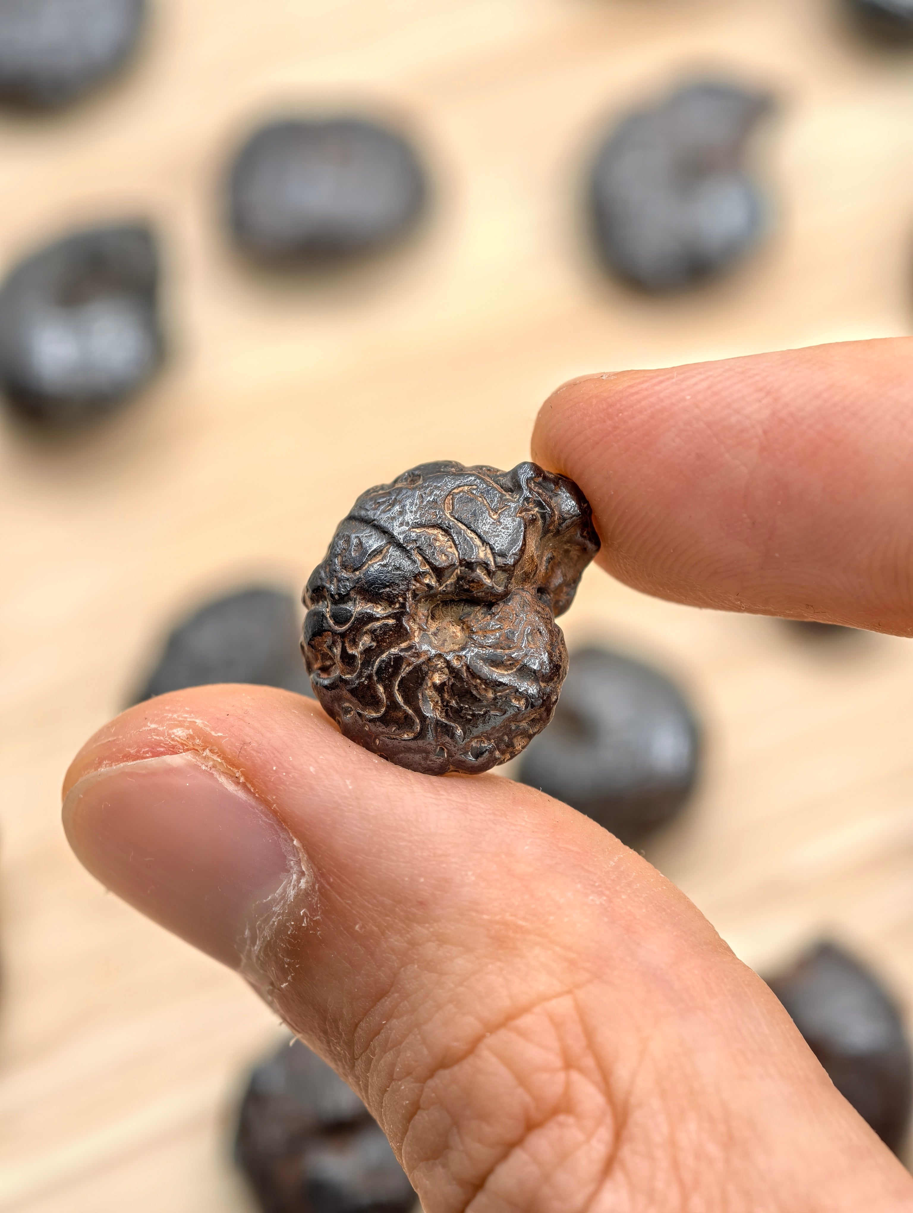 Hämatit Goniatiten Fossil aus Marokko