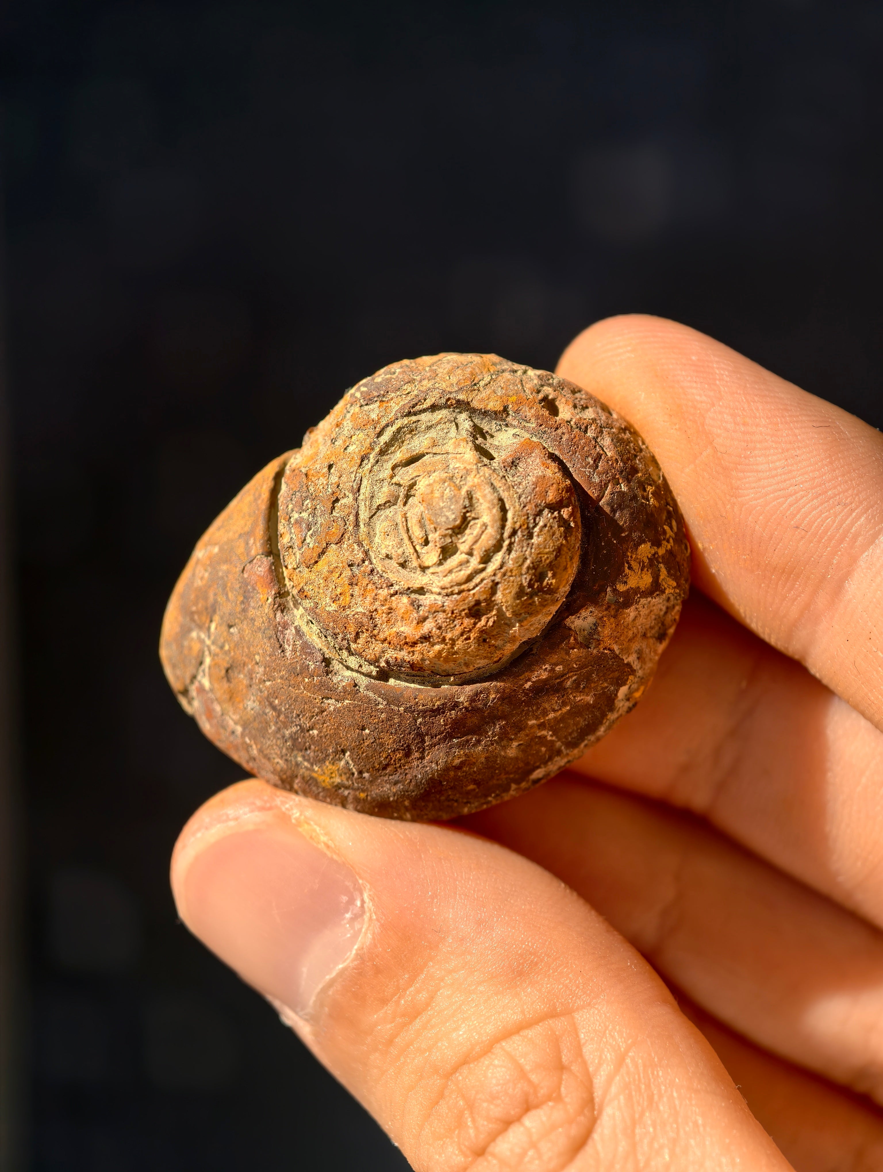 Uralte fossile Schnecke Trepospira sp. aus den USA 300 Mio. Jahre
