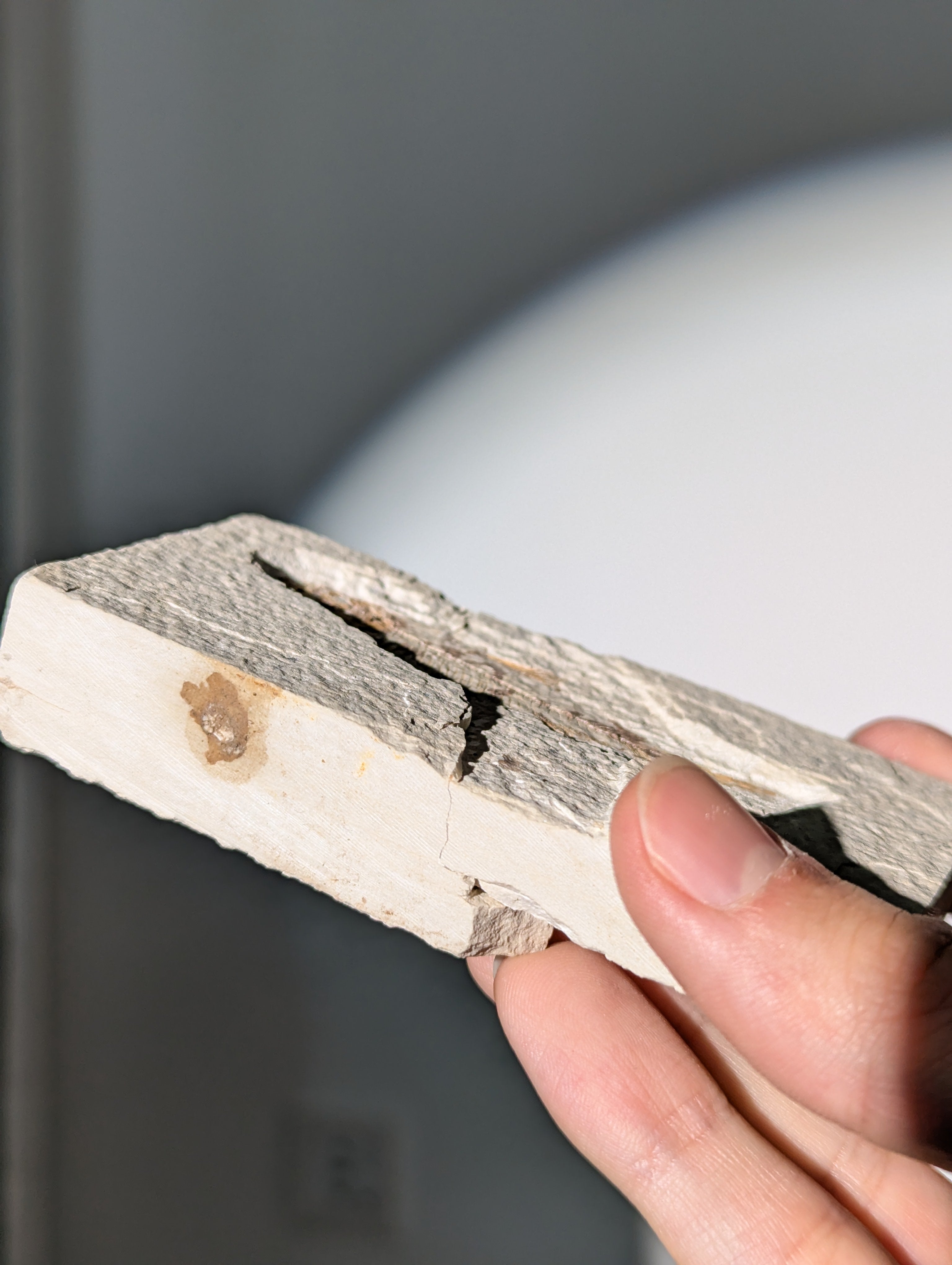 Fisch Fossil (Diplomystus dentatus) aus USA