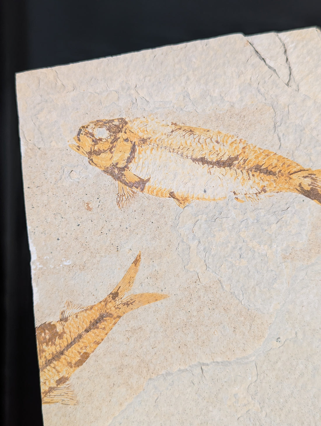 Fisch Fossil (Diplomystus dentatus) aus USA