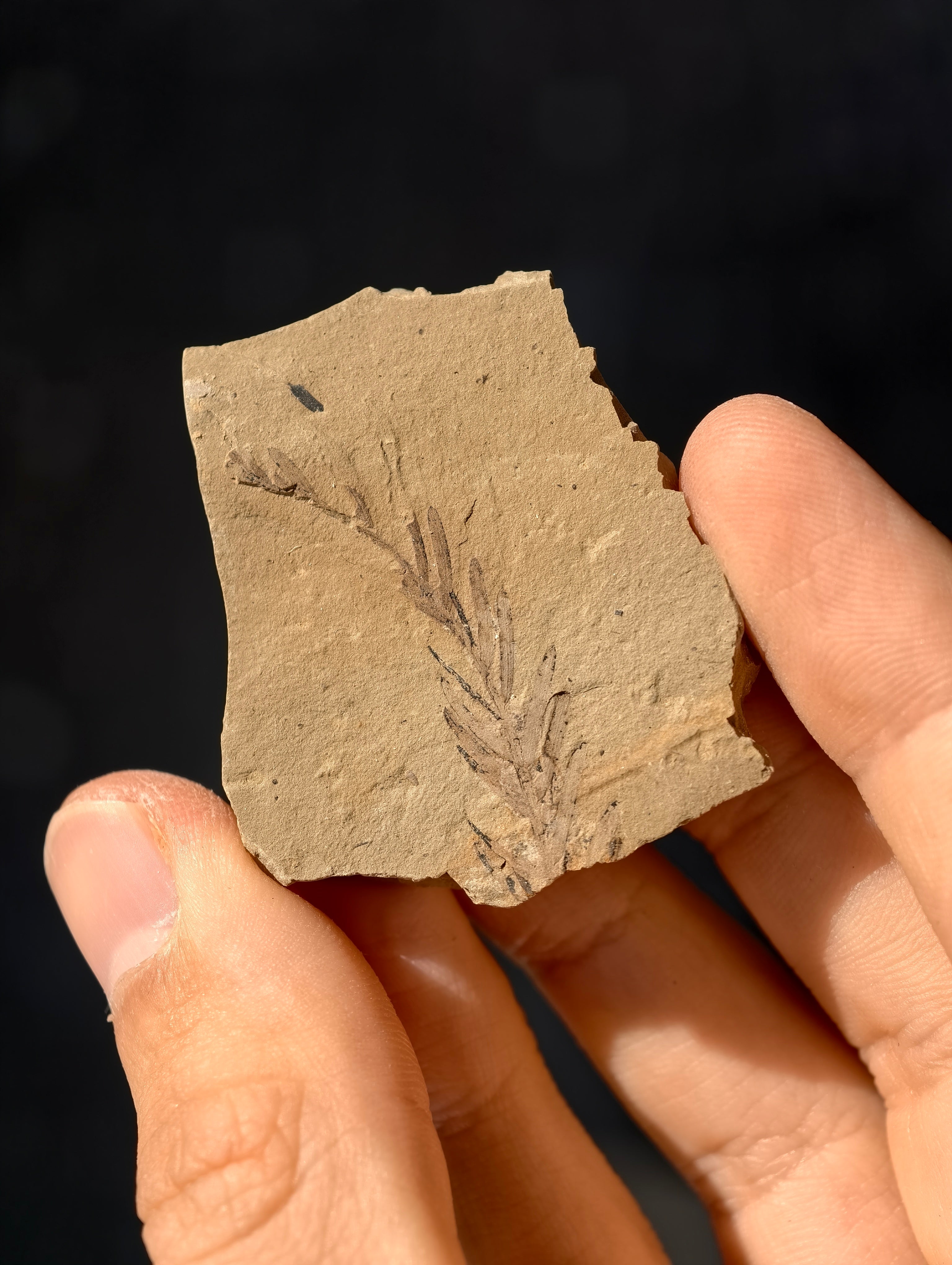 Fossile Urweltmammutbaum-Zweige Metasequoia sp. aus Kanada 42 Mio. Jahre