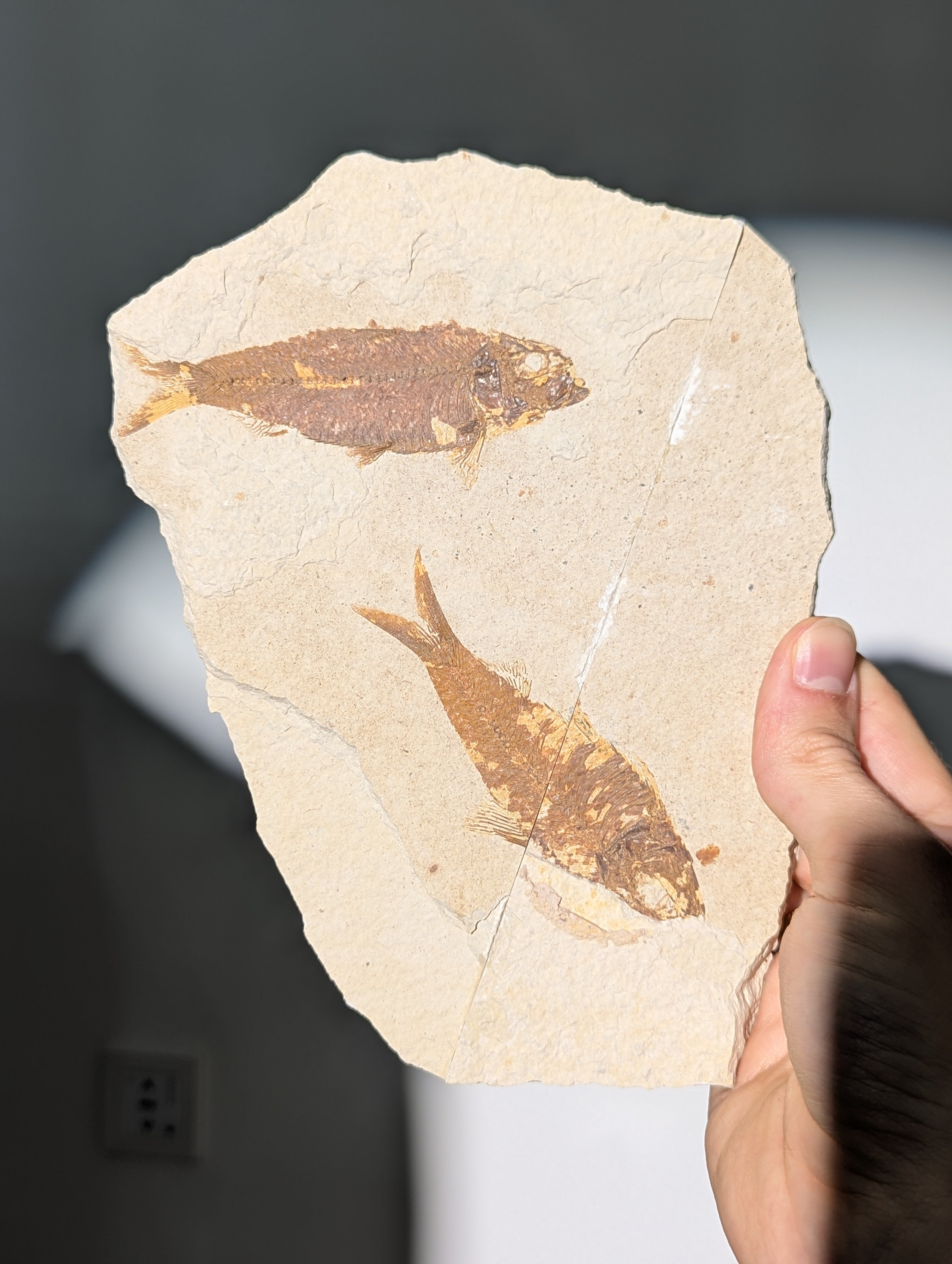 Fisch Fossil (Diplomystus dentatus) aus USA