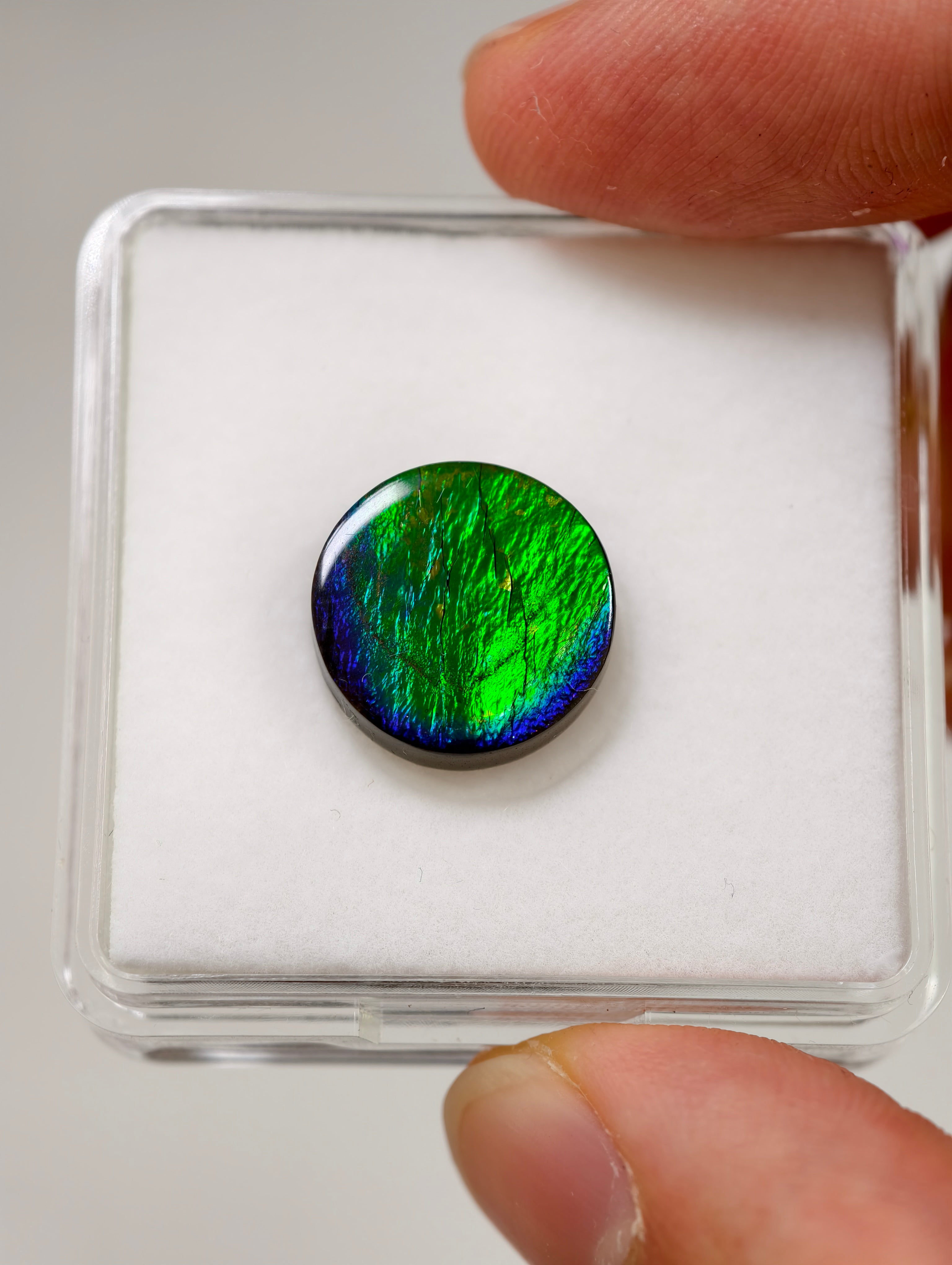 Ammolit Cabochons aus Kanada (TOP QUALITÄT)