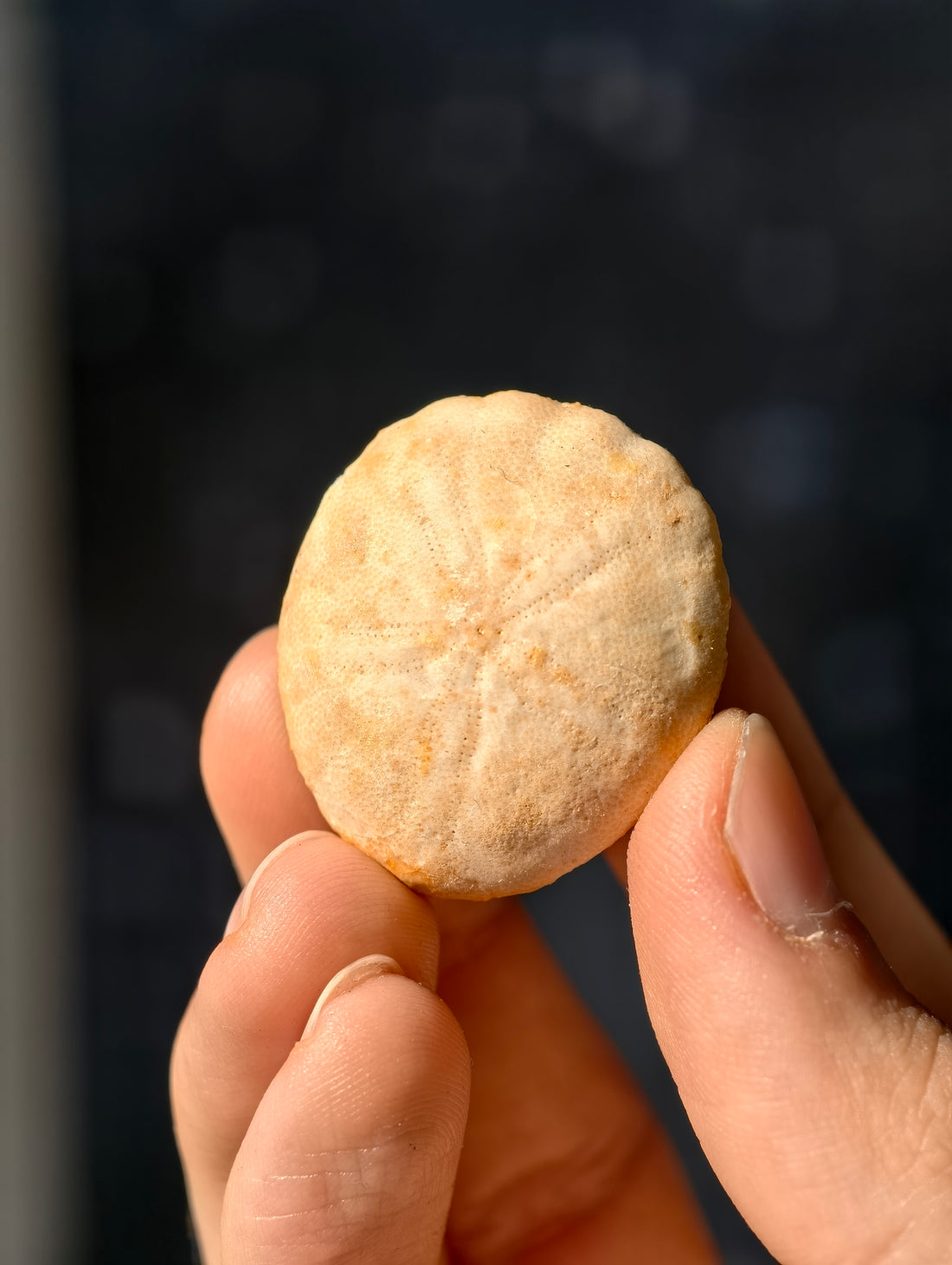 Fossiler Seeigel (Sanddollar) Rotuloidea fimbriatum aus Marokko