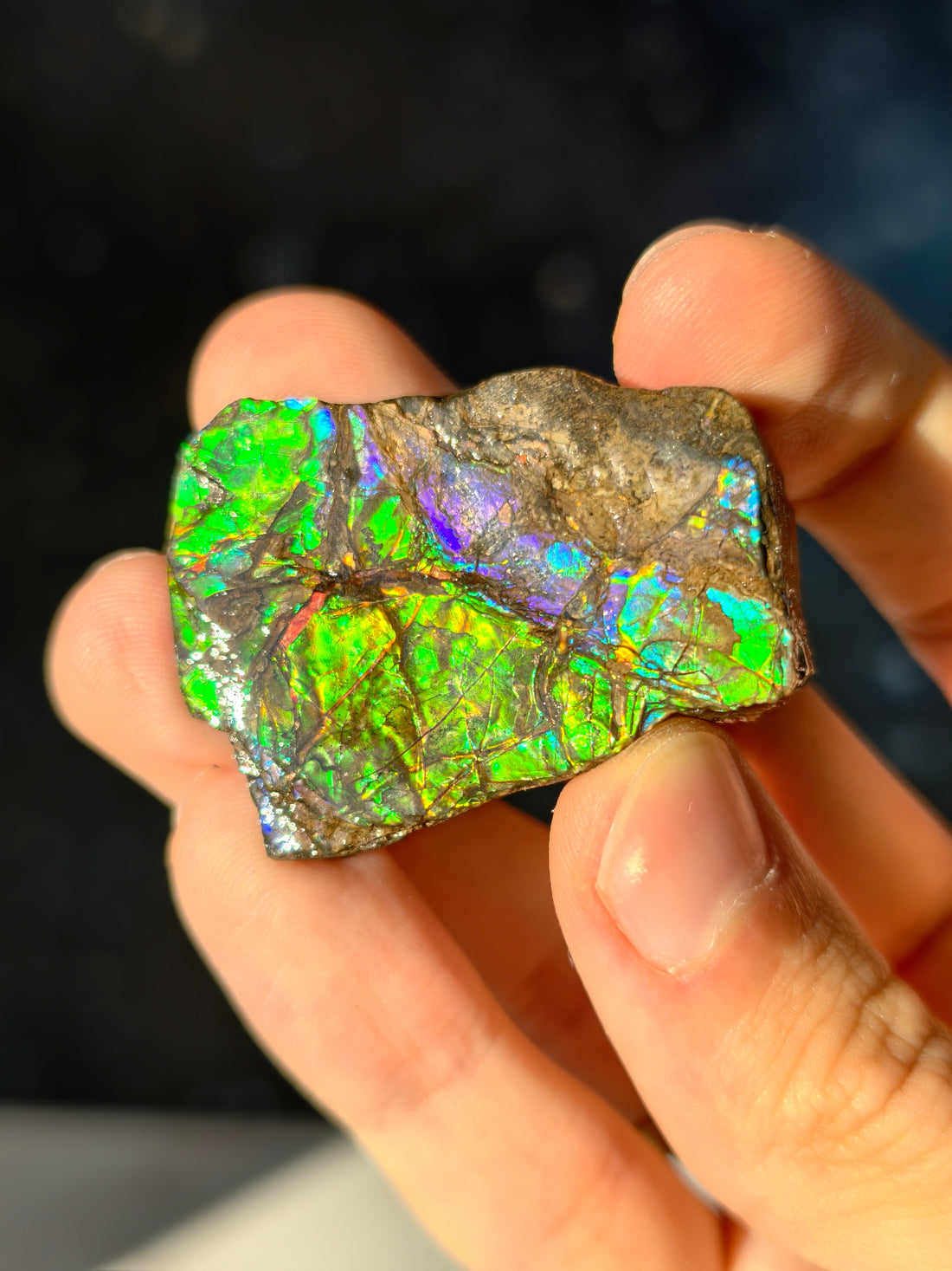 Ammolit Stück aus Kanada