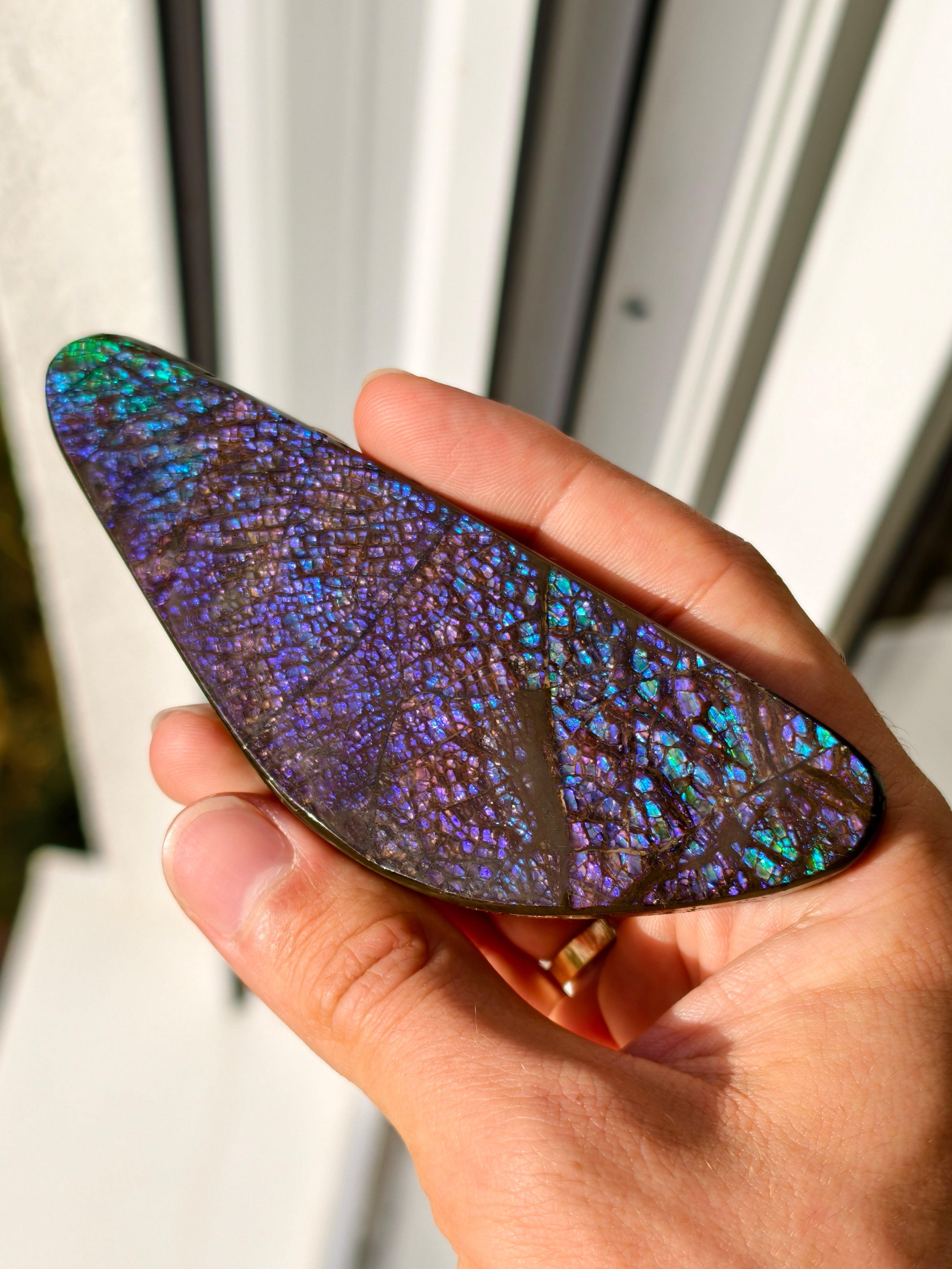 Dragonscale Ammolit Freiform aus Kanada lila/blau