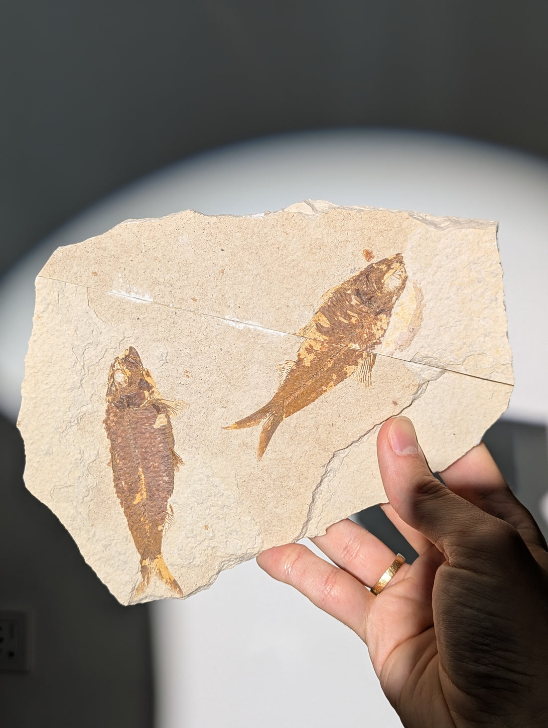 Fisch Fossil (Diplomystus dentatus) aus USA