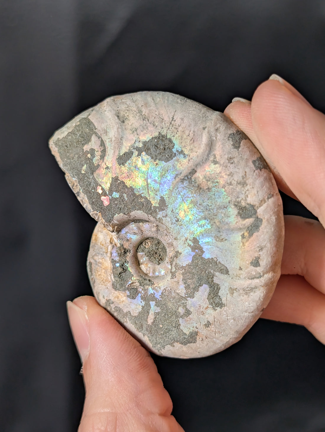Stark irisierendes Regenbogen Ammoniten Fossil