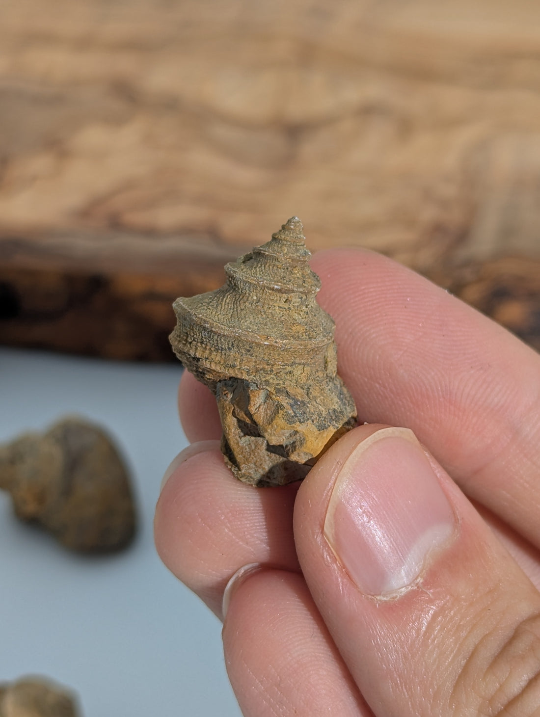 Muschel Fossil (Whortenia sp) 310 m.y.o USA