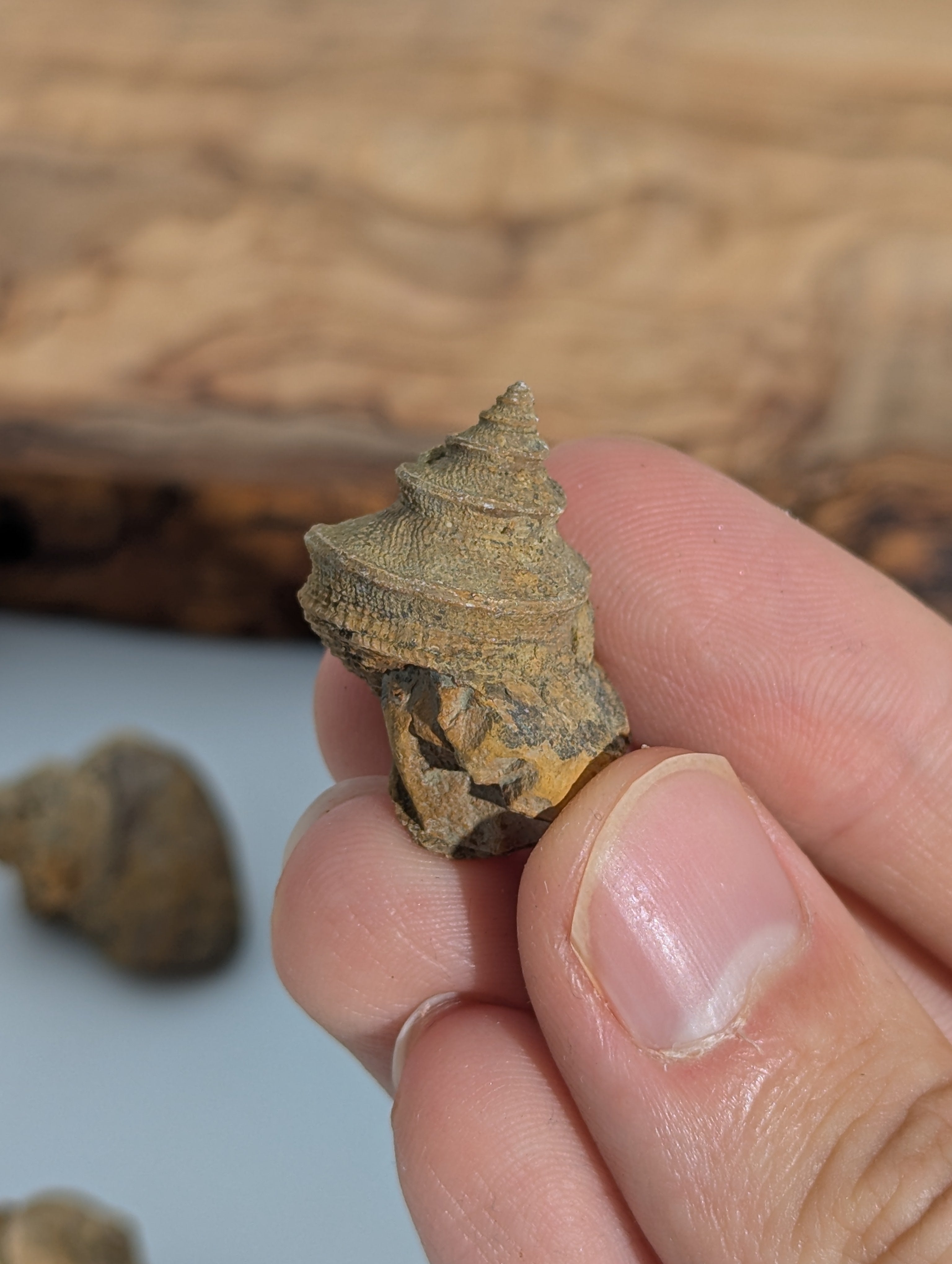 Muschel Fossil (Whortenia sp) 310 m.y.o USA