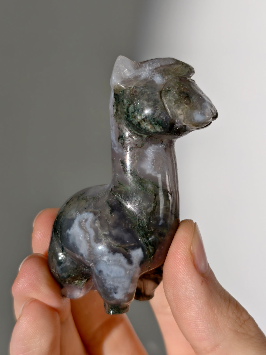 Moosachat Alpaka 🦙