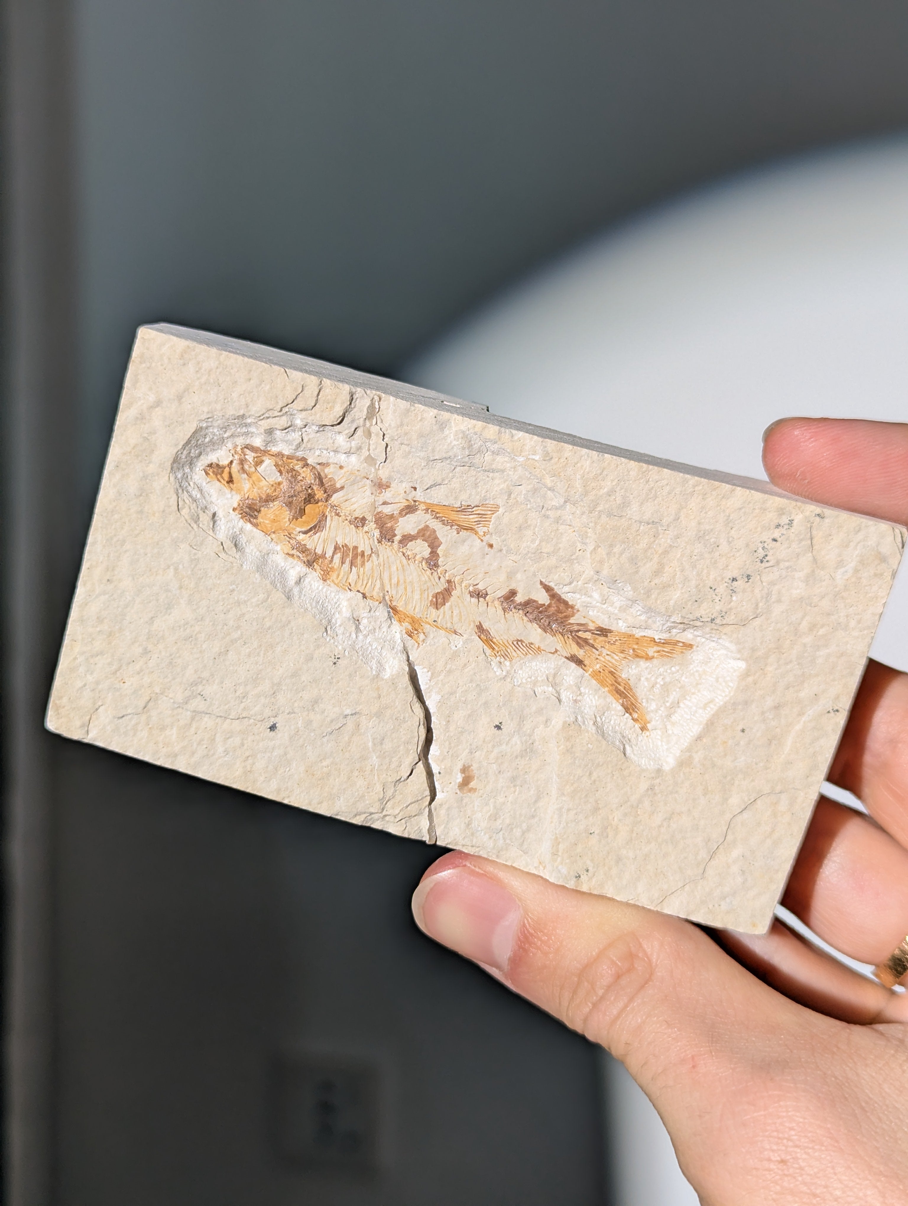 Fisch Fossil (Diplomystus dentatus) aus USA