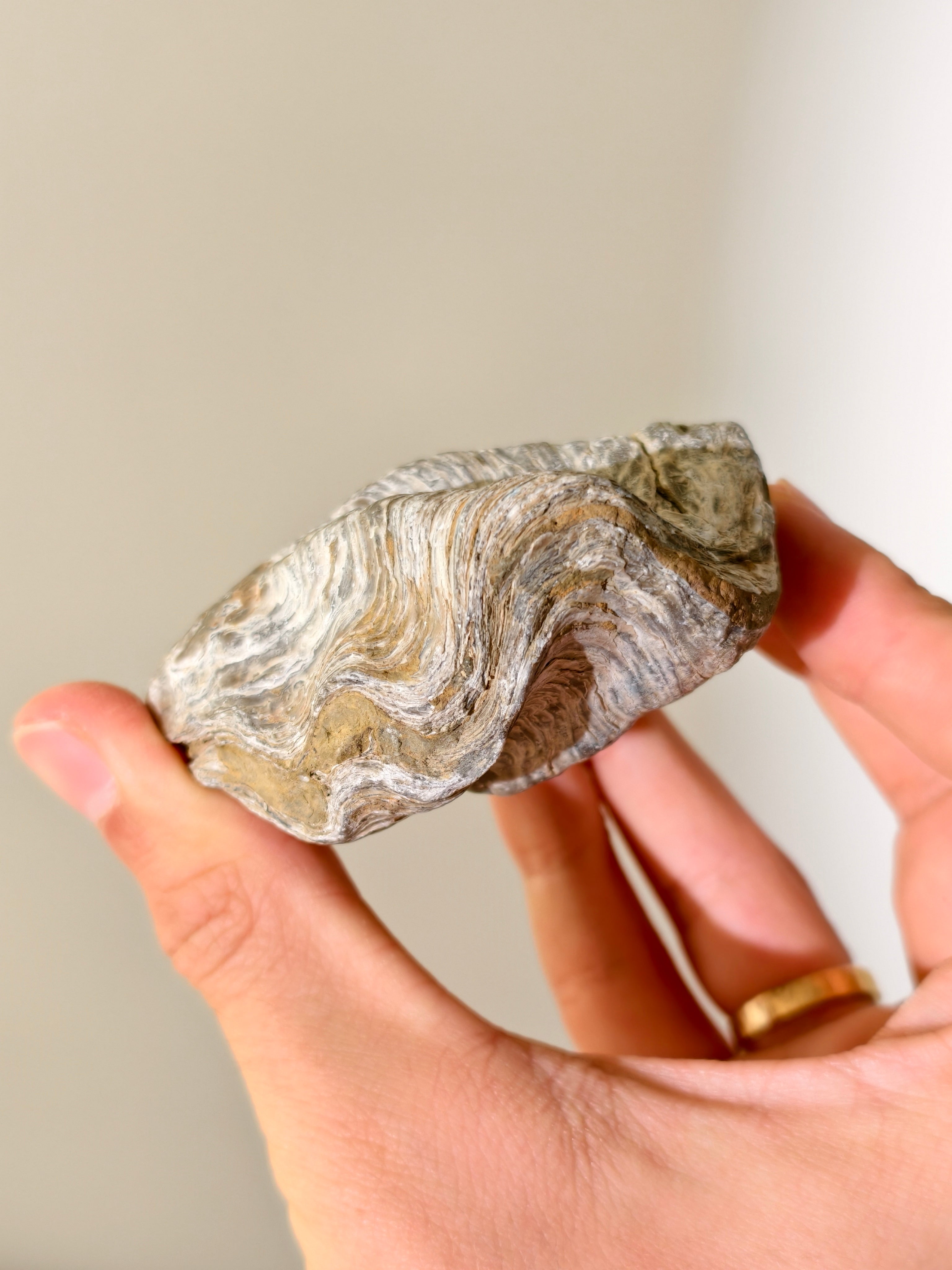 Fossile Riff-Auster Nicaisolopha nicasei aus Peru 77 Mio. Jahre
