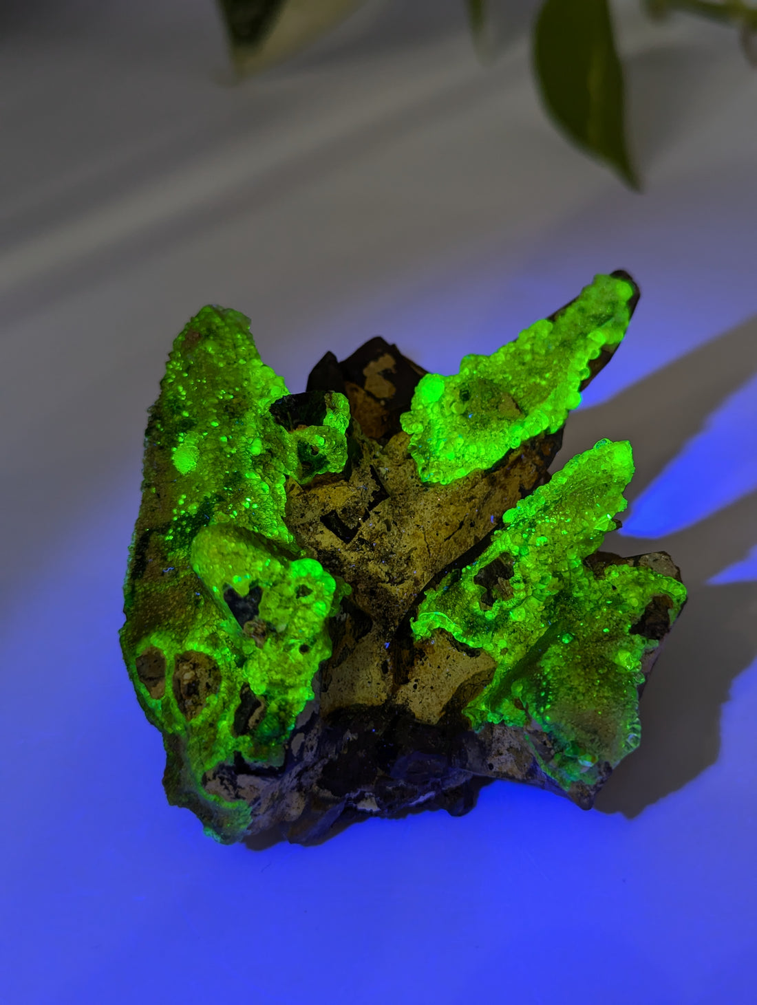 Rauchquarz Cluster mit UV-Aktivem Hyalit Opal Erongo Namibia