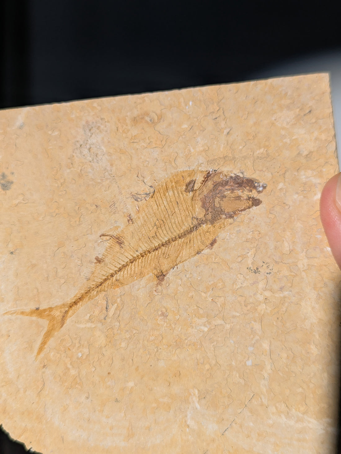 Fisch Fossil (Diplomystus dentatus) aus USA