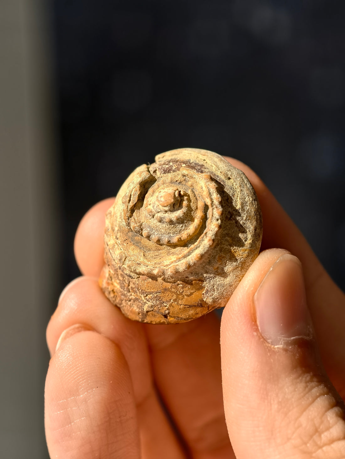 Uralte fossile Schnecke Trepospira sp. aus den USA 300 Mio. Jahre