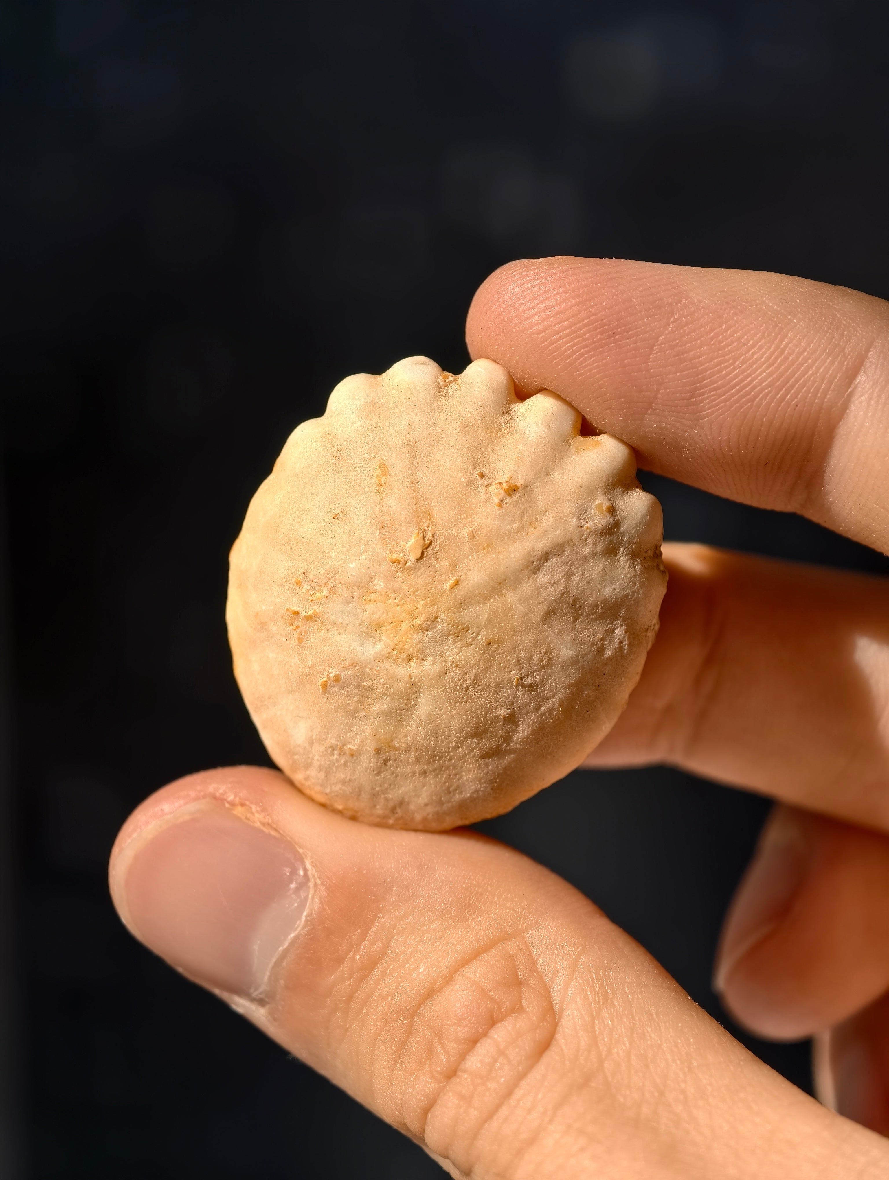 Fossiler Seeigel (Sanddollar) Rotuloidea fimbriatum aus Marokko