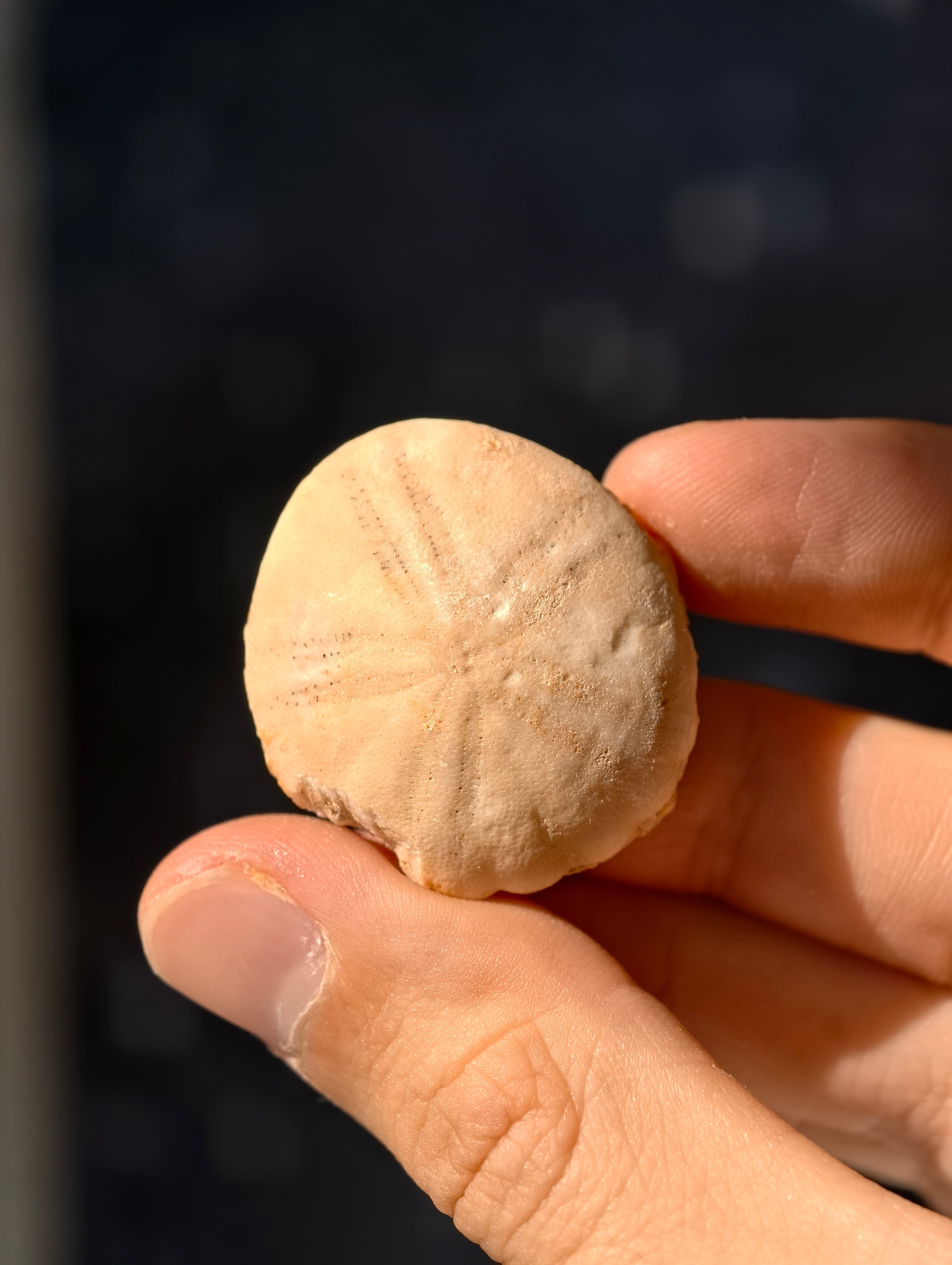 Fossiler Seeigel (Sanddollar) Rotuloidea fimbriatum aus Marokko