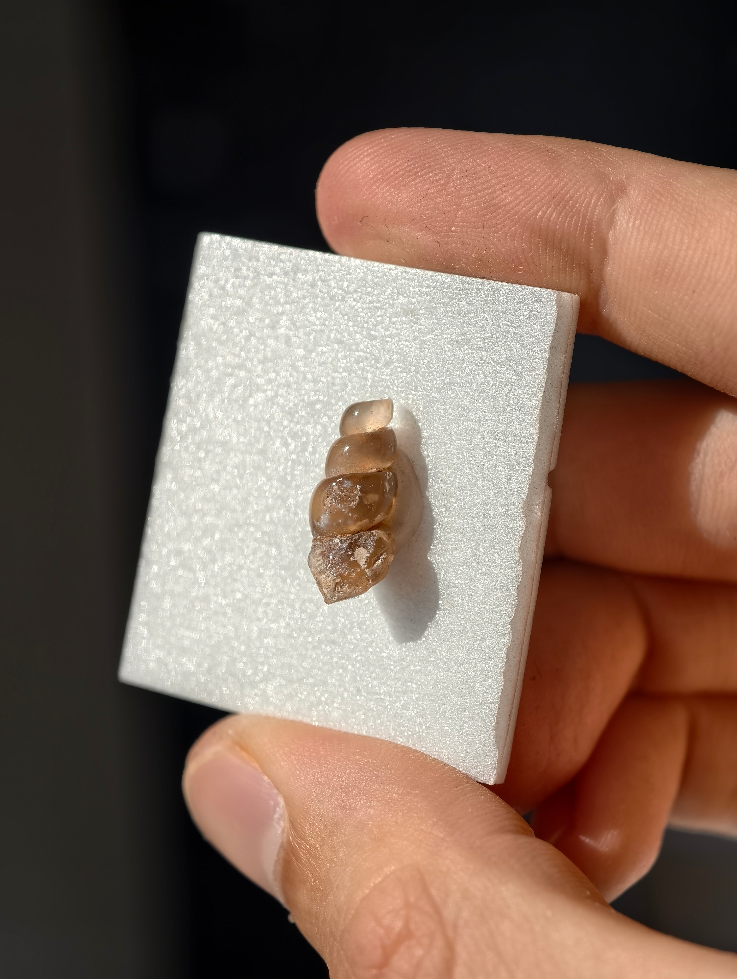 Achatisierte Schnecke Elimia tenera aus den USA 42 Mio. Jahre