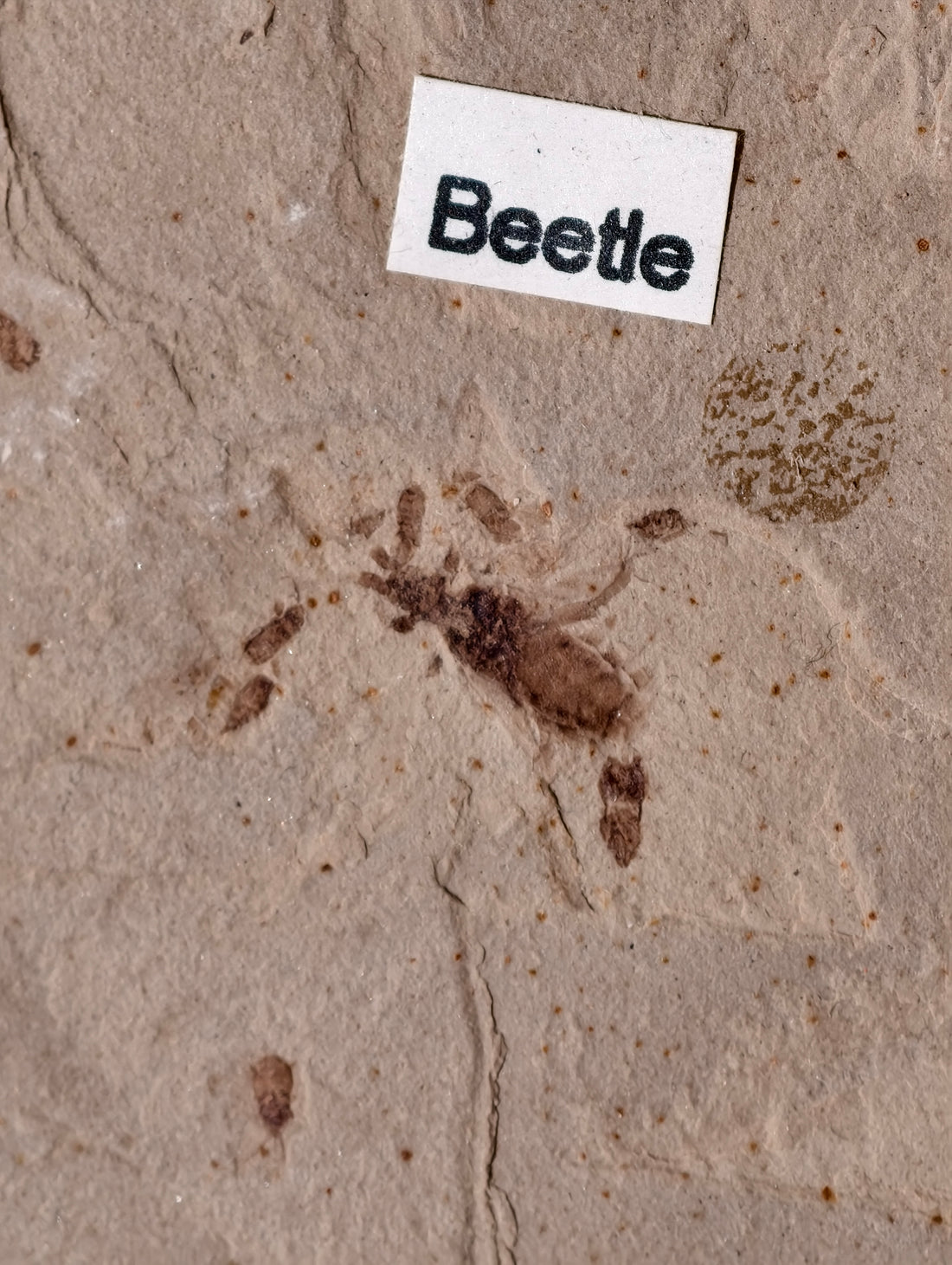 Fossiler Käfer aus den USA auf Matrix 42 Mio. Jahre