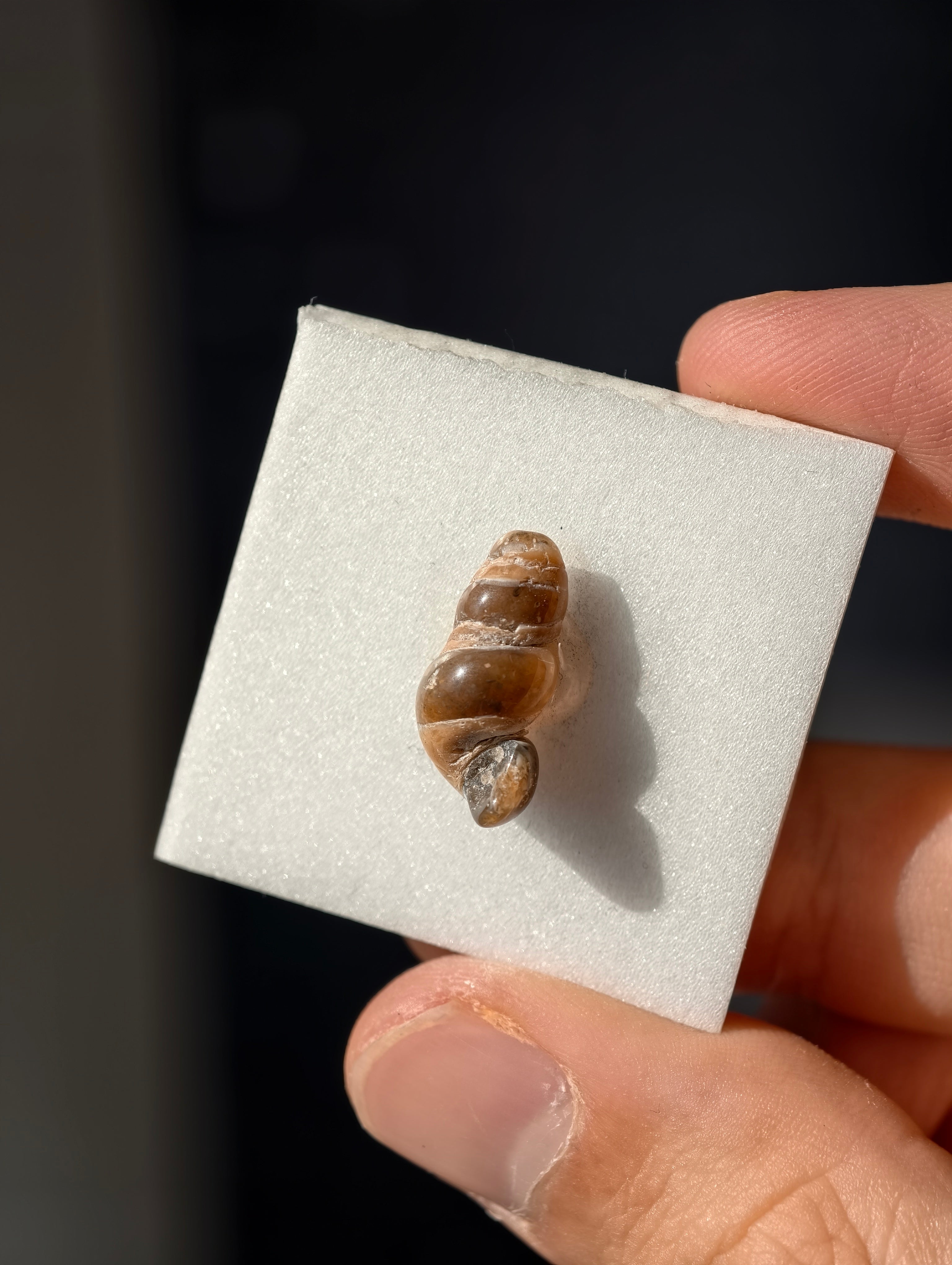 Achatisierte Schnecke Elimia tenera aus den USA 42 Mio. Jahre