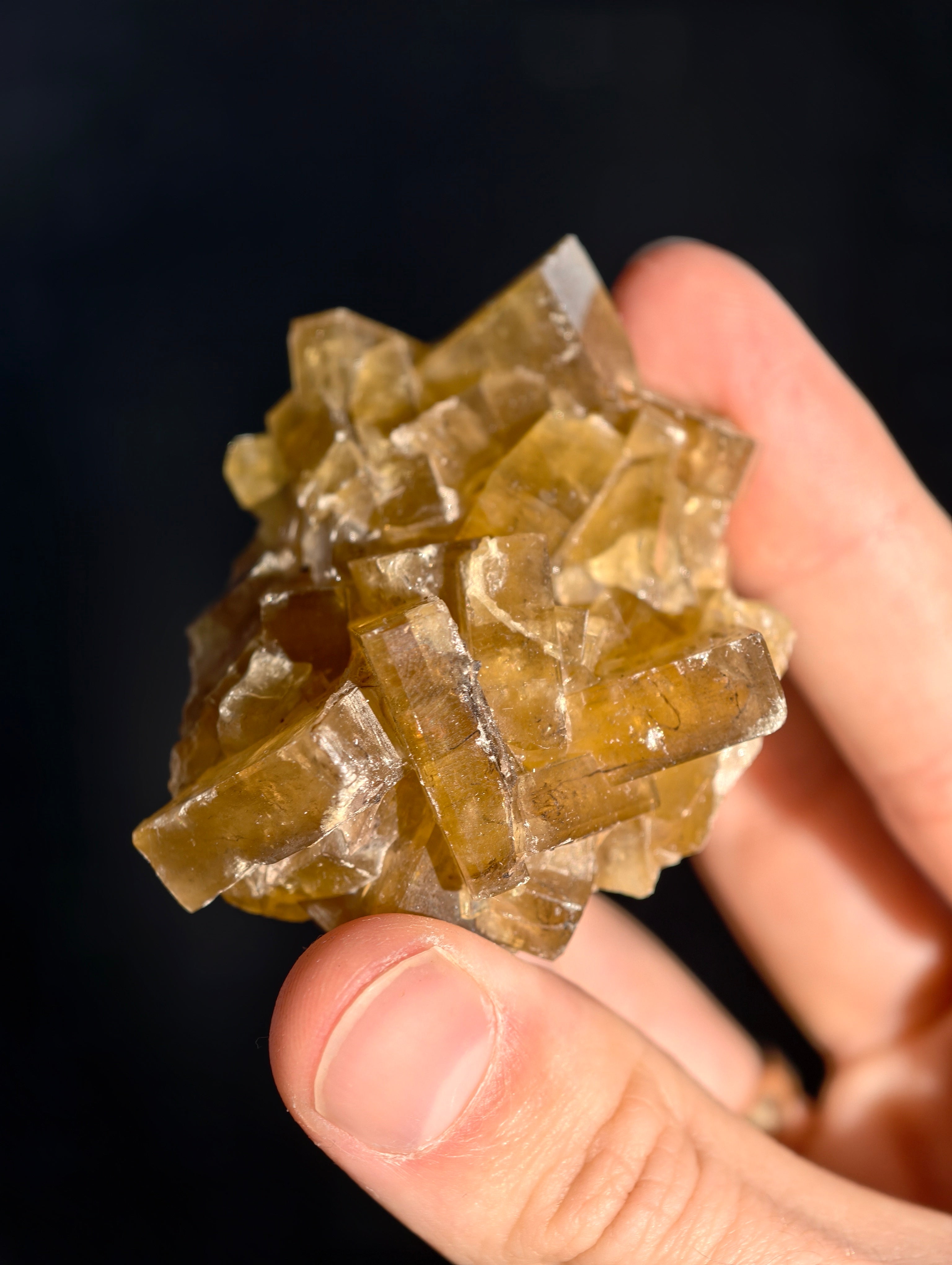 Goldgelber Barit 🍯 aus Jiangxi