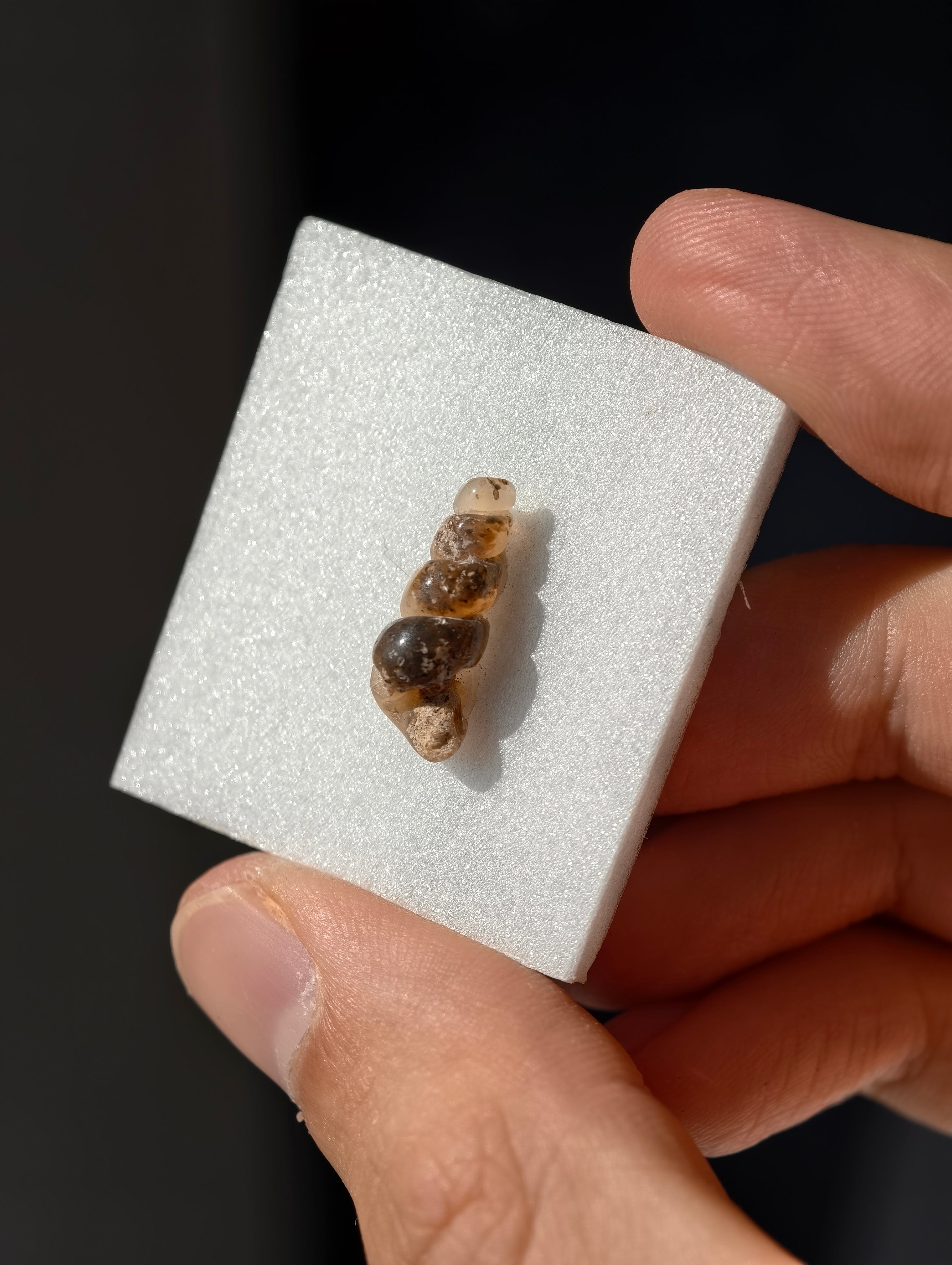 Achatisierte Schnecke Elimia tenera aus den USA 42 Mio. Jahre