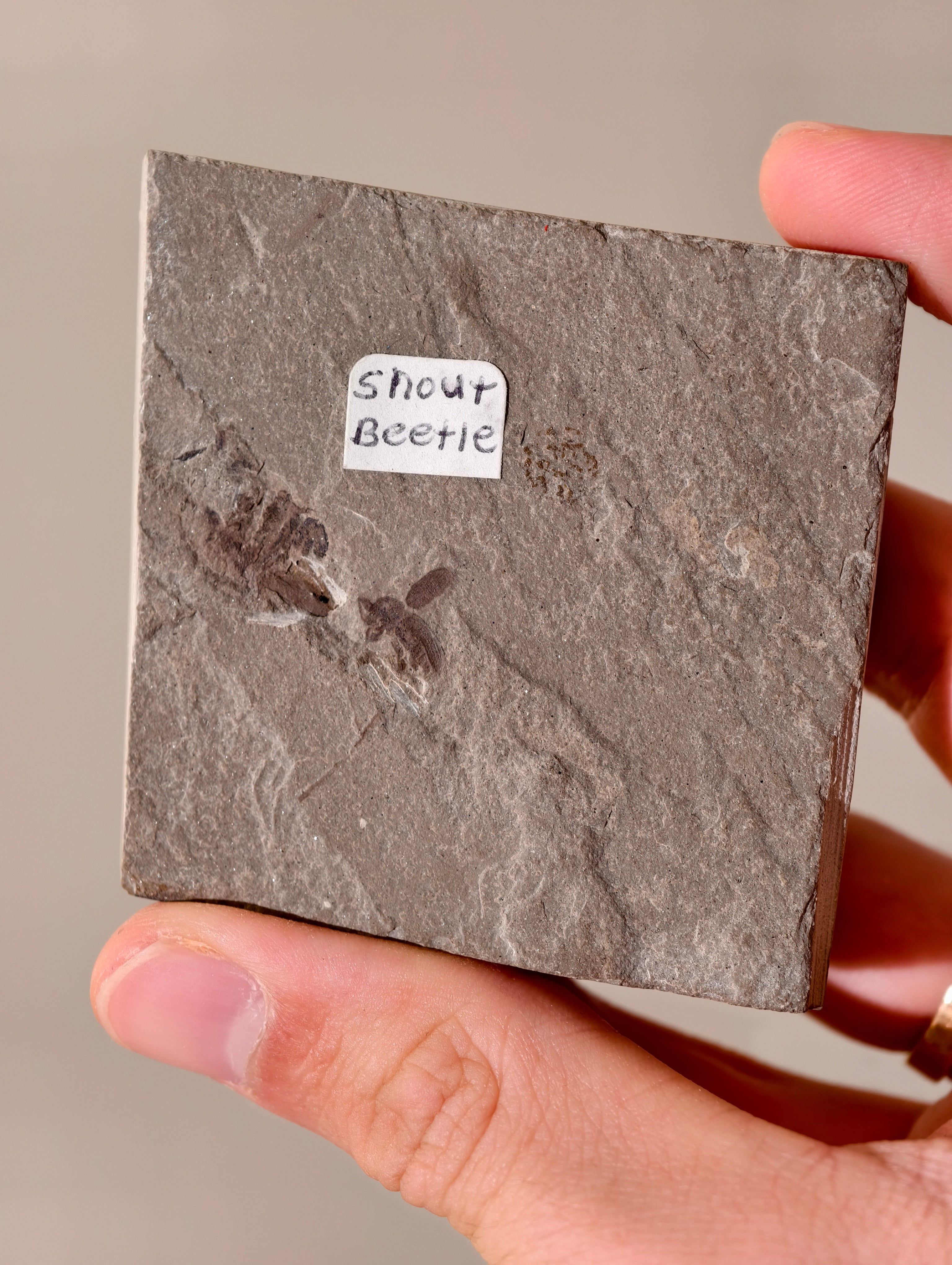 Fossiler Rüsselkäfer aus den USA auf Matrix 42 Mio. Jahre