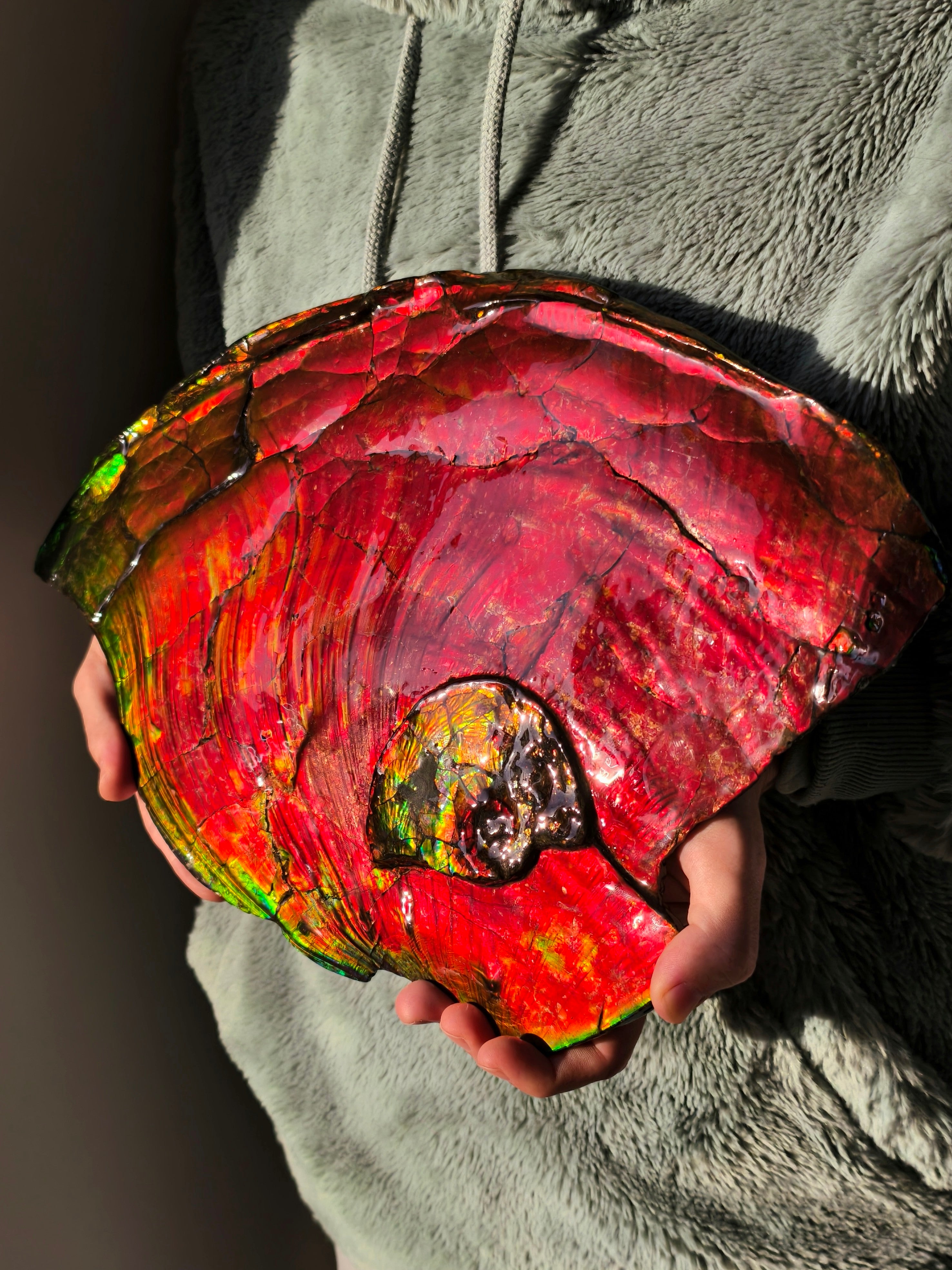 XXL Ammolit Ammonit aus Kanada AA-Qualität (Collector&