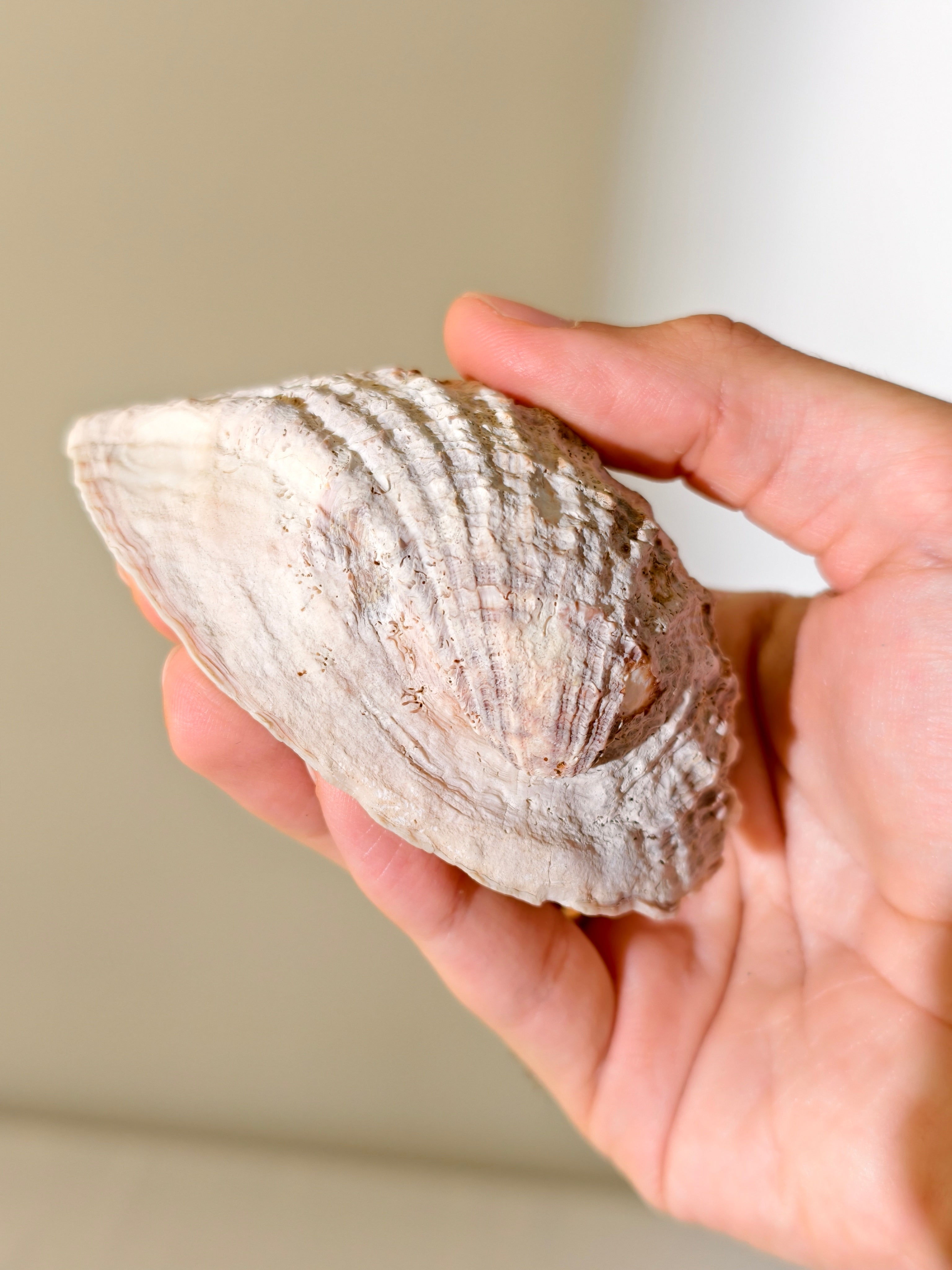 Fossile „Loco“-Schnecke mit Seepocken: Concholepas patagonicus aus Chile 3 Mio. Jahre