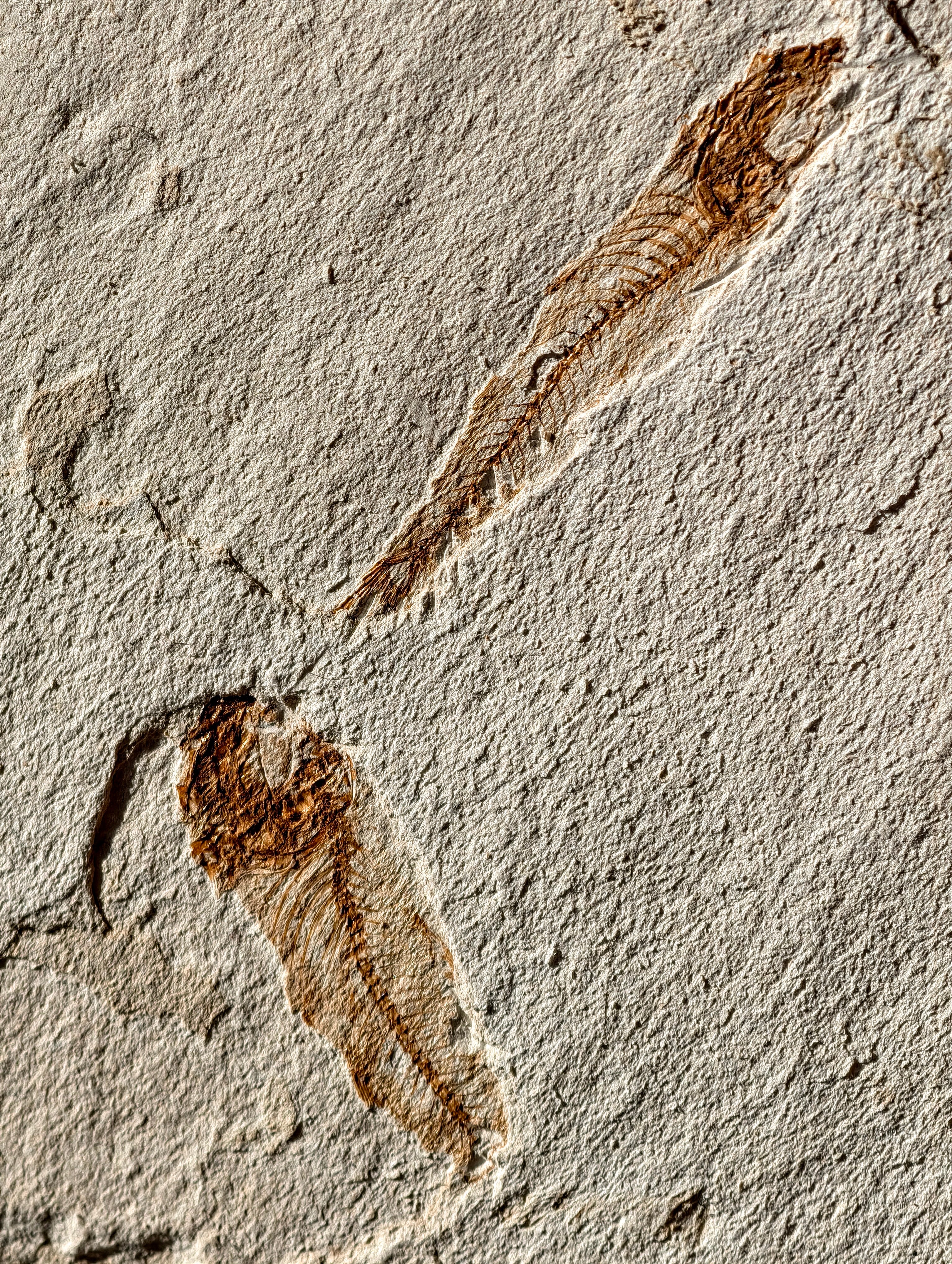 Fisch-Fossil Signatus sp. aus Spanien (Neuer Fund) 7 Mio. Jahre