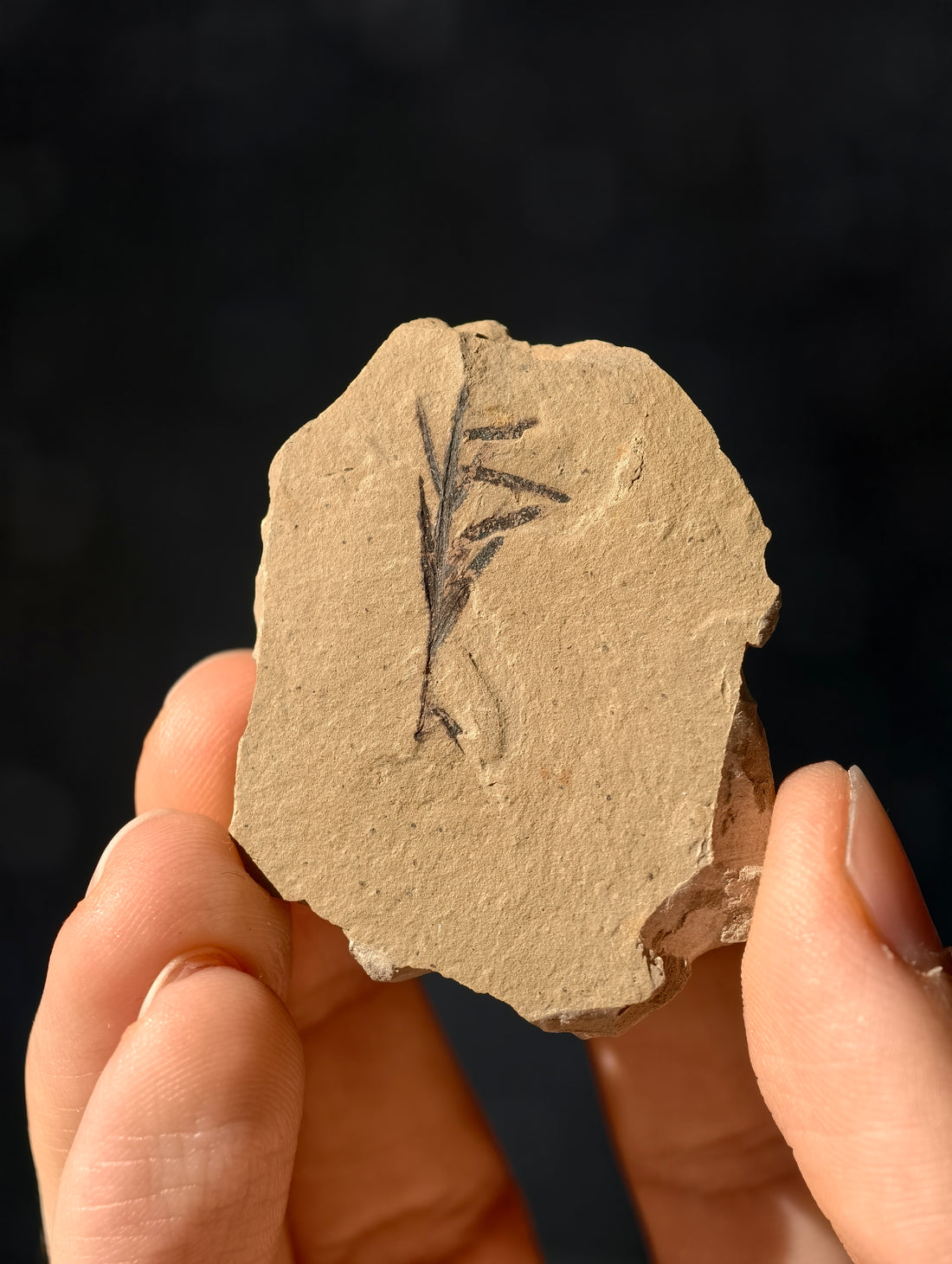 Fossile Urweltmammutbaum-Zweige Metasequoia sp. aus Kanada 42 Mio. Jahre
