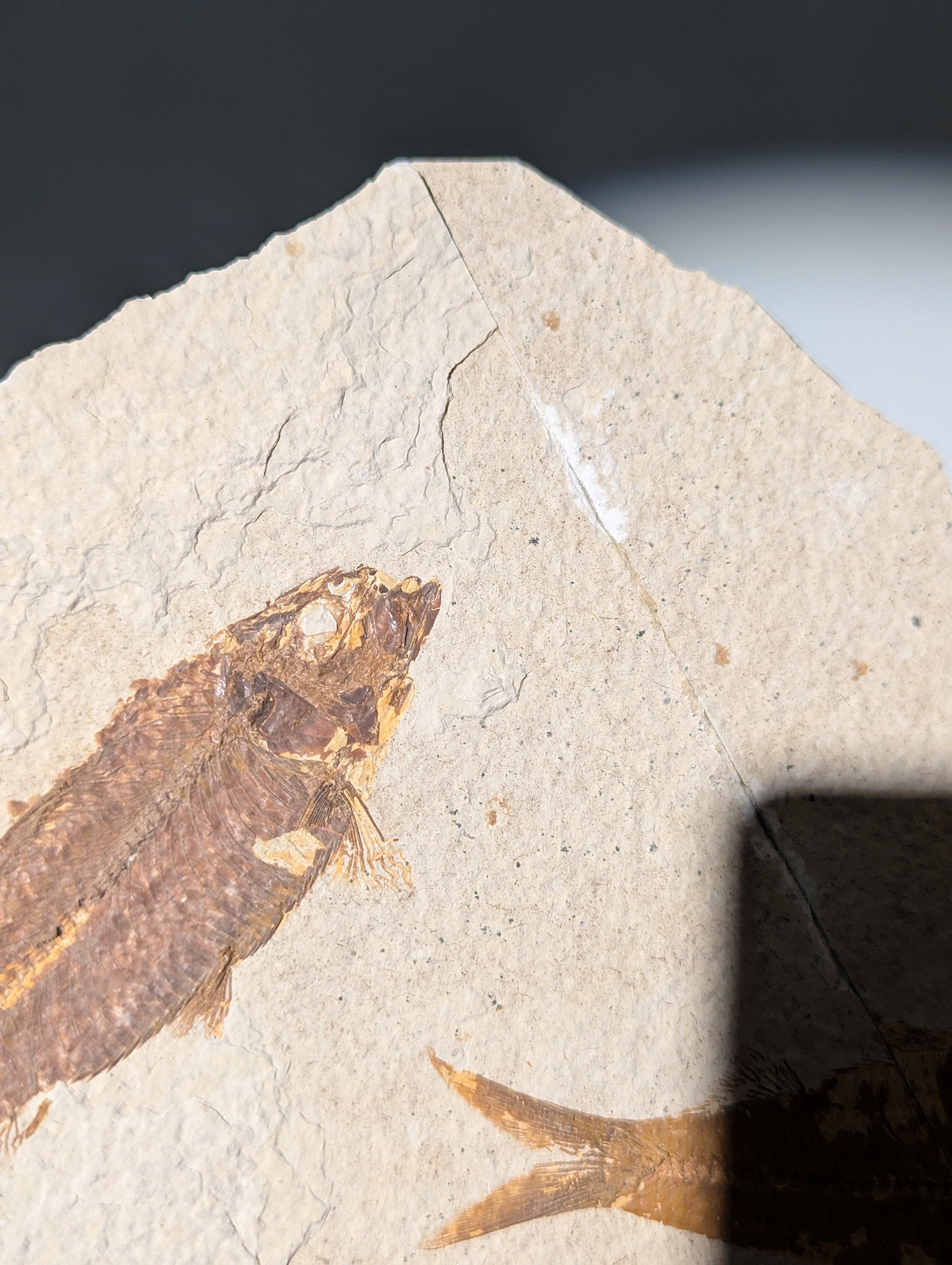 Fisch Fossil (Diplomystus dentatus) aus USA