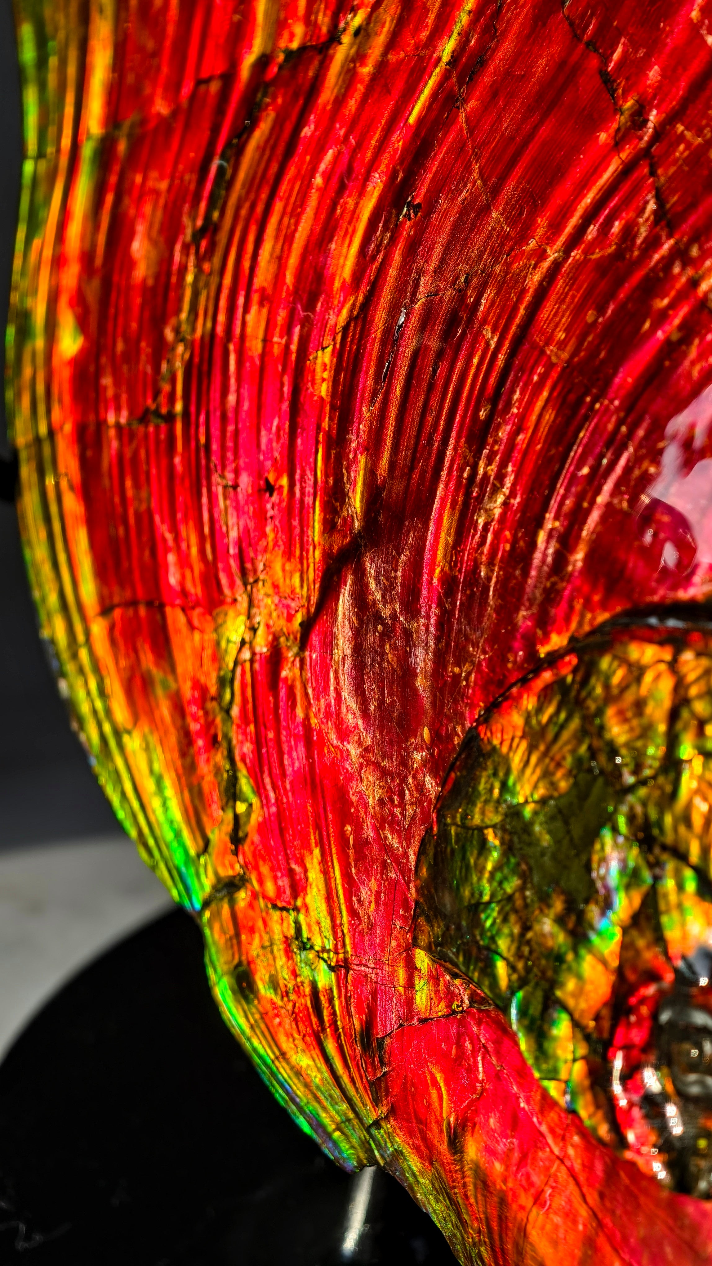 XXL Ammolit Ammonit aus Kanada AA-Qualität (Collector&