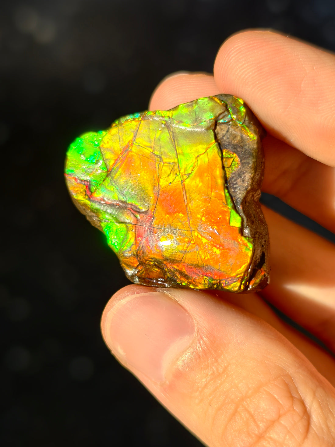 Ammolit Stück aus Kanada