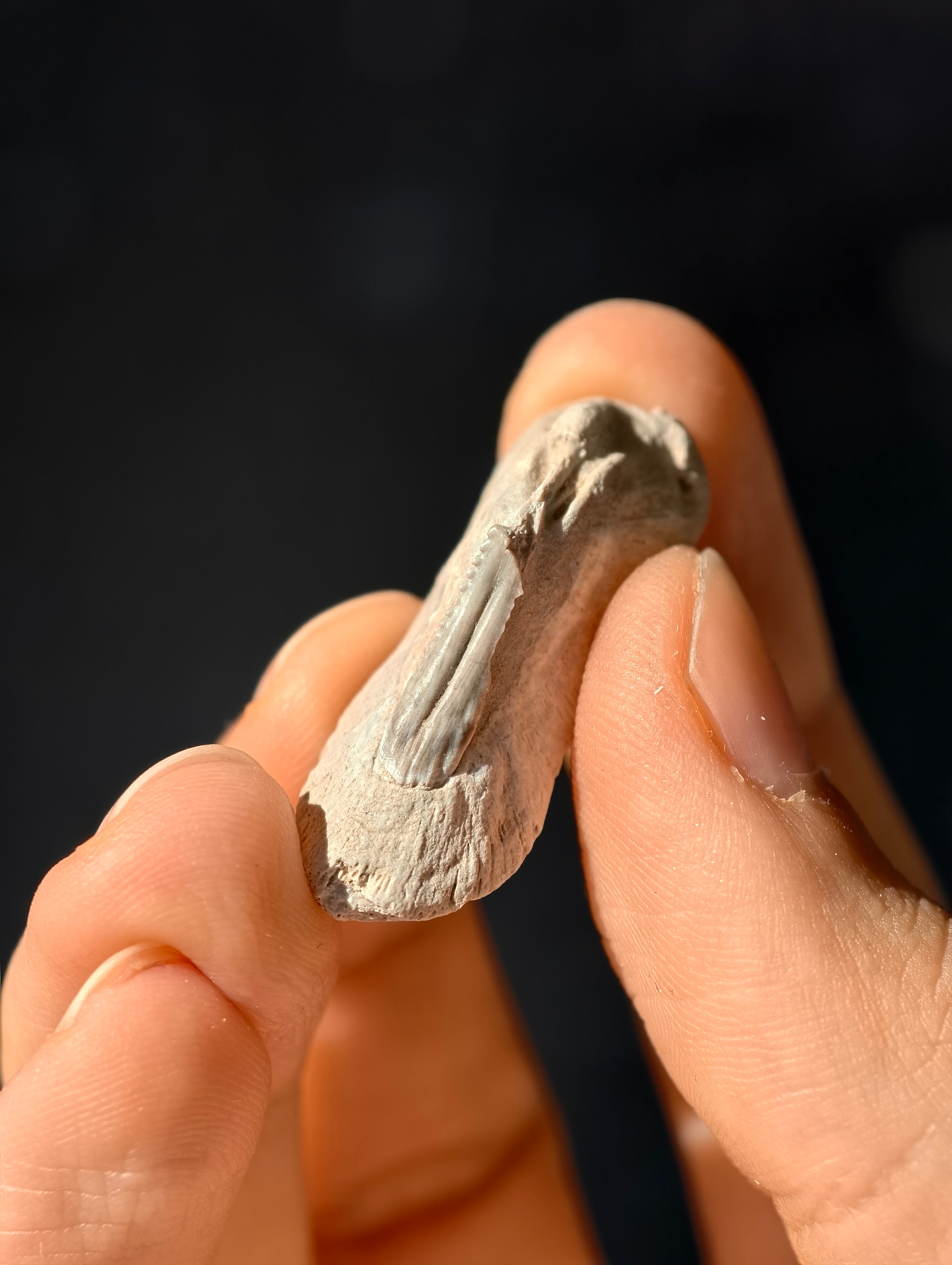 Fossile Rochen-Hautschuppen aus den USA 8 Mio. Jahre