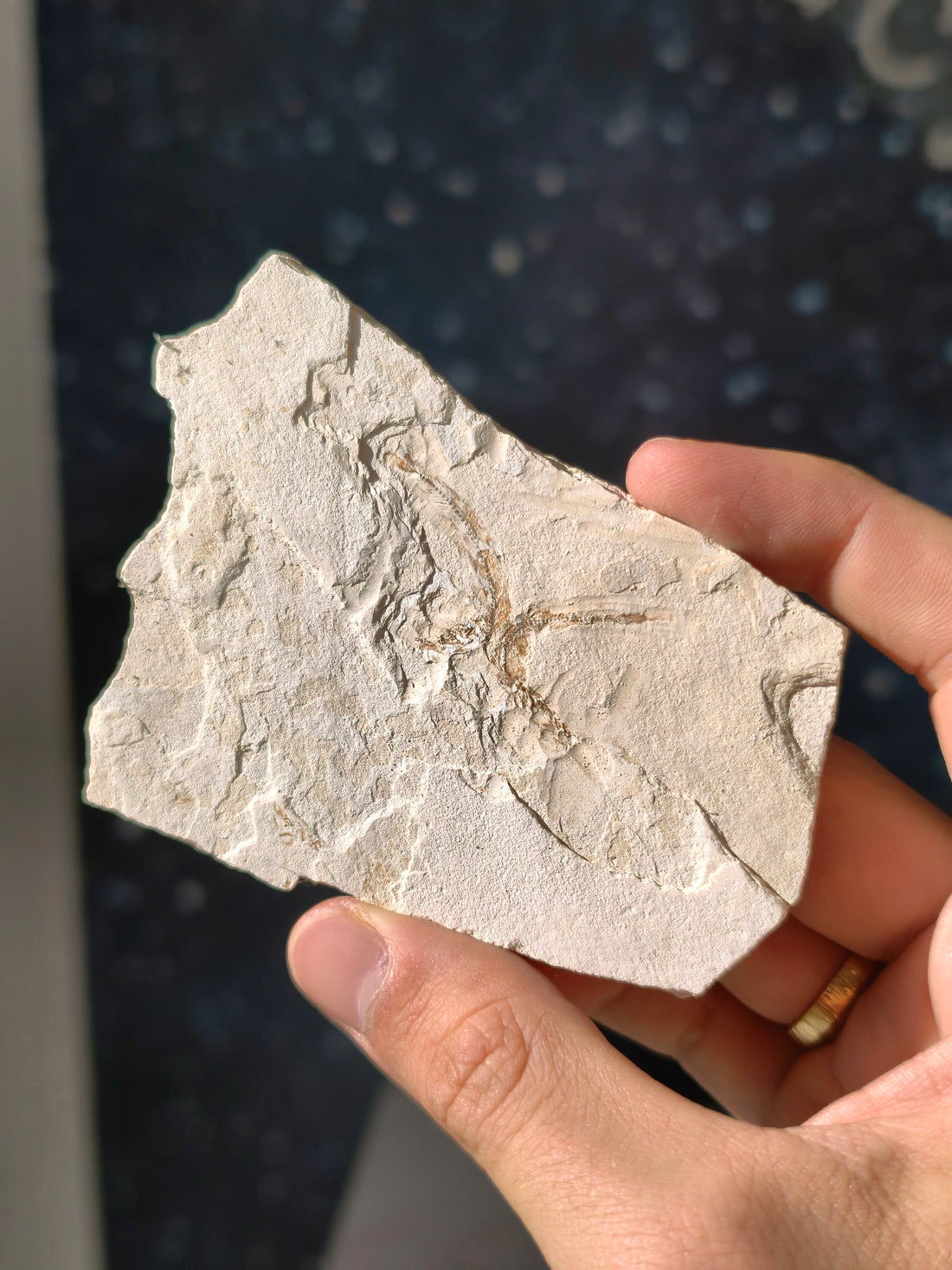 Fisch-Fossil Signatus sp. aus Spanien (Neuer Fund) 7 Mio. Jahre