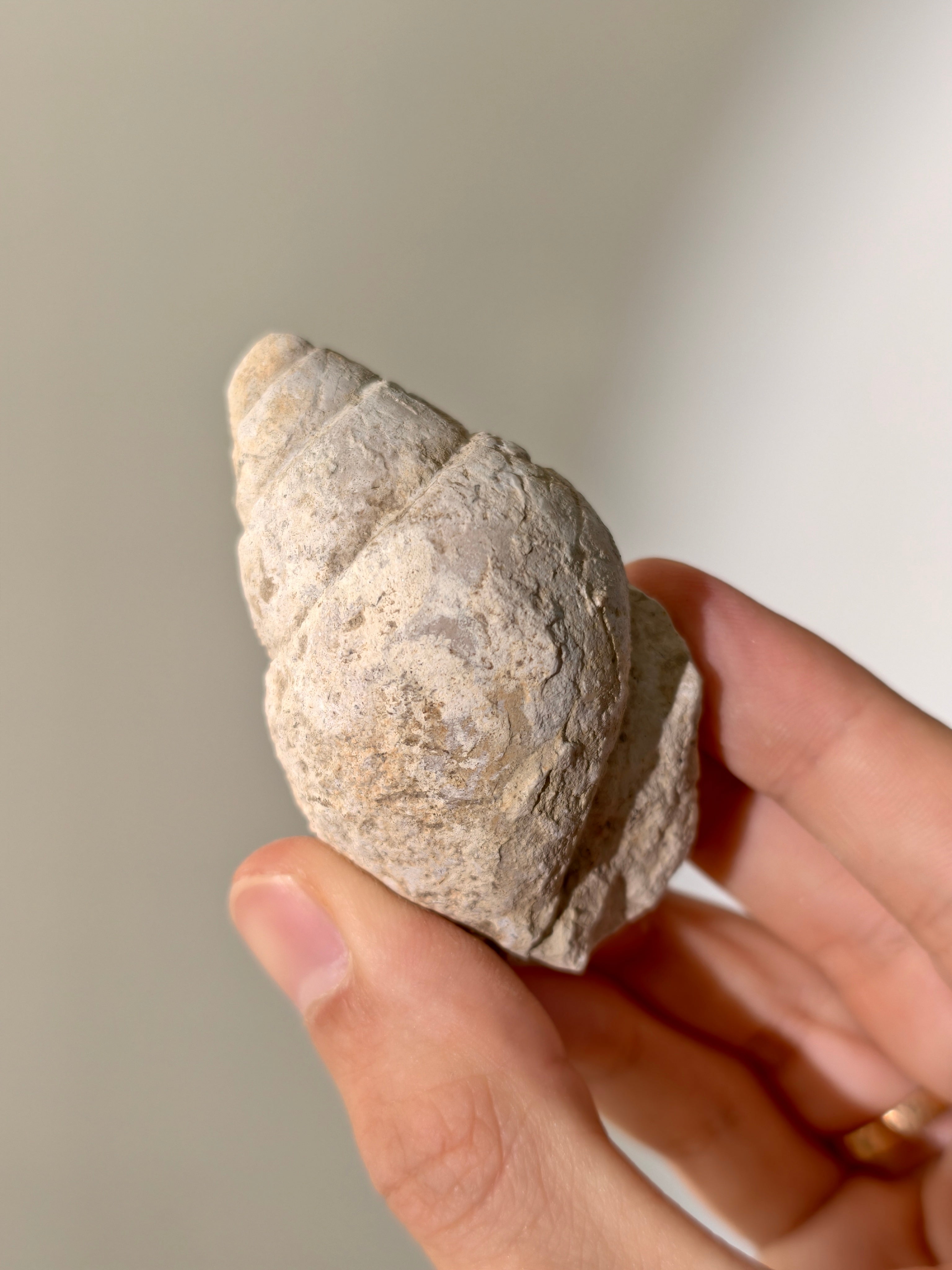 Fossile Riesenschnecken Tylostoma torrubiae aus Spanien 93 Mio. Jahre (Steinkern)
