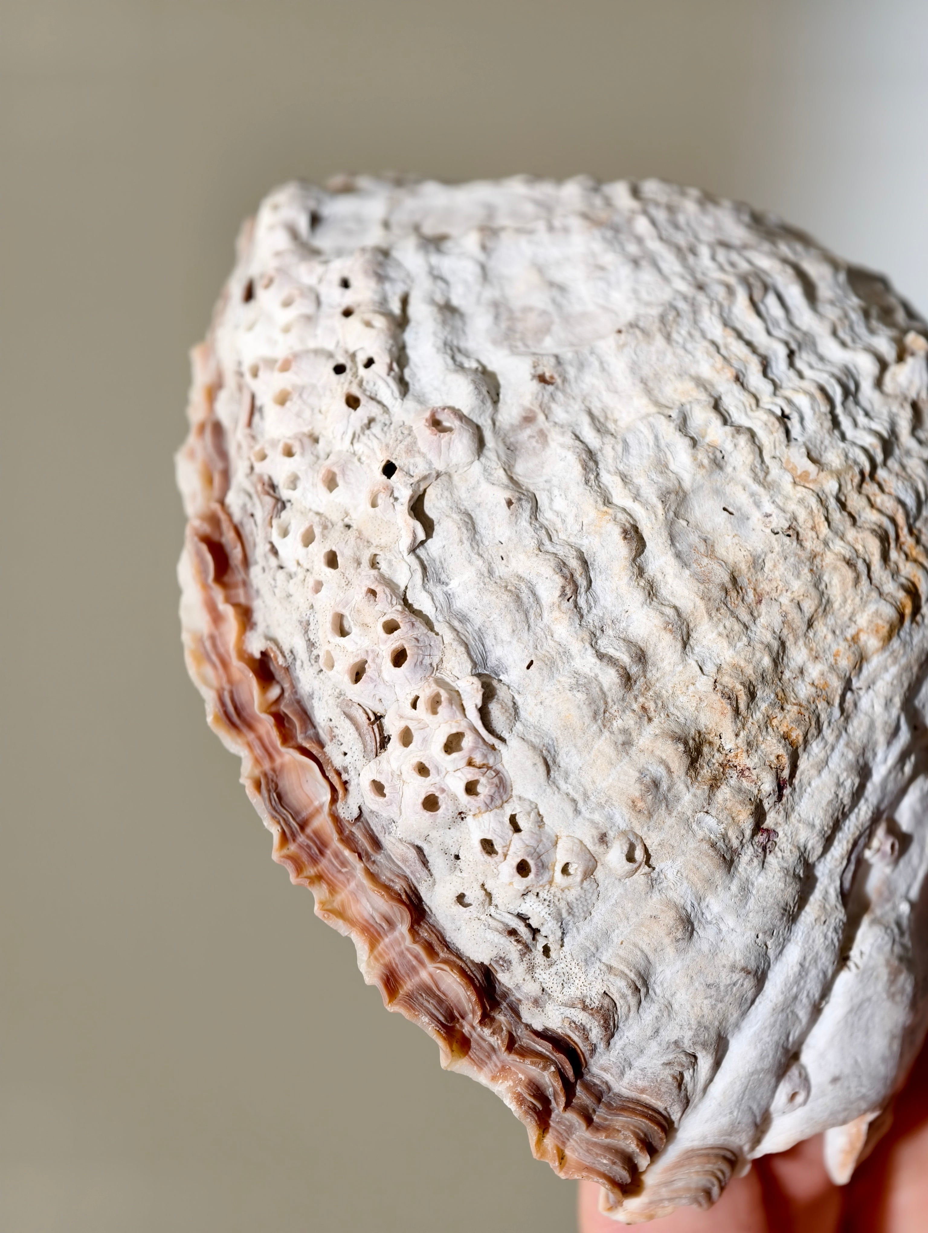 Fossile „Loco“-Schnecke mit Seepocken: Concholepas patagonicus aus Chile 3 Mio. Jahre