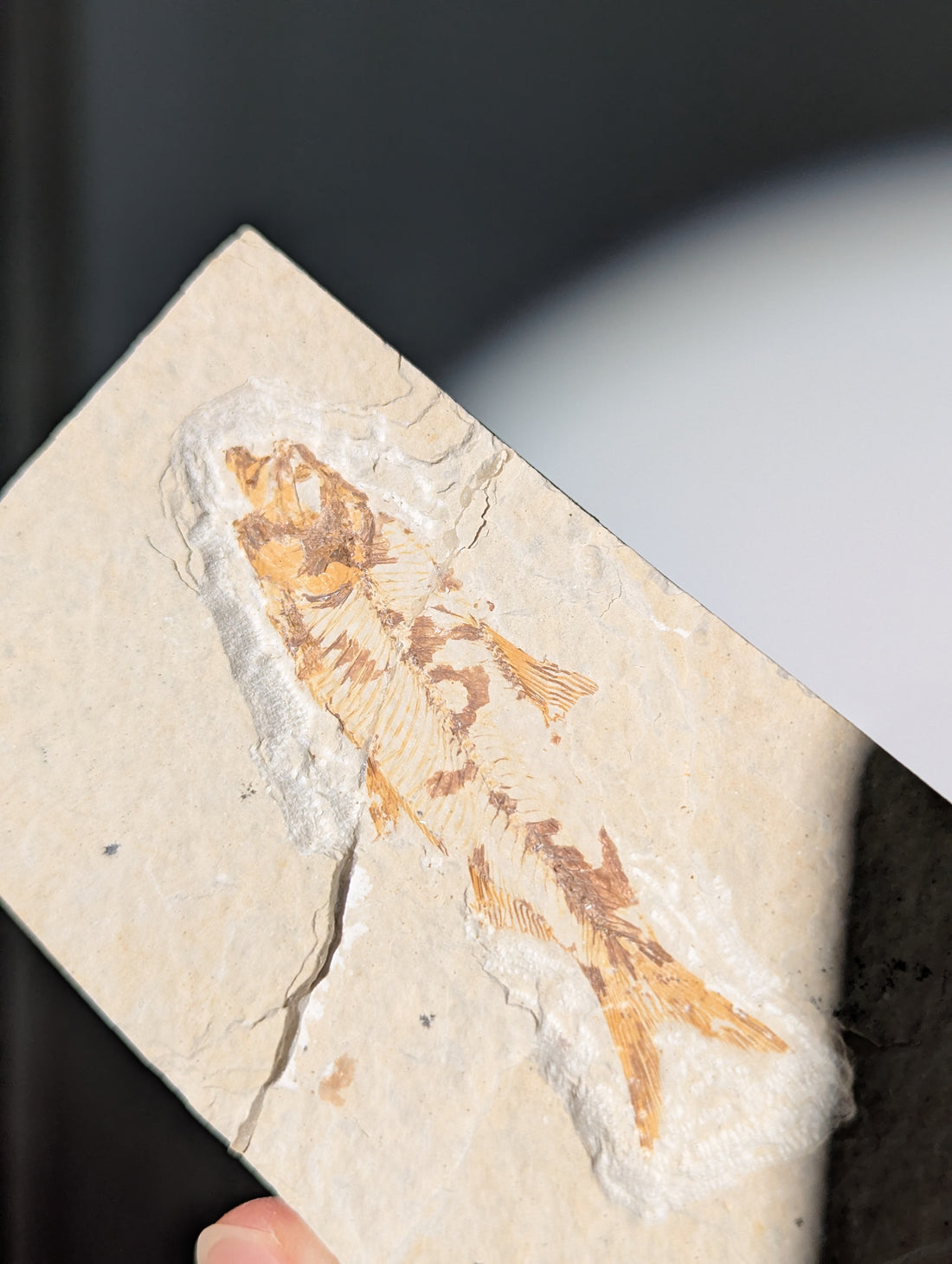 Fisch Fossil (Diplomystus dentatus) aus USA