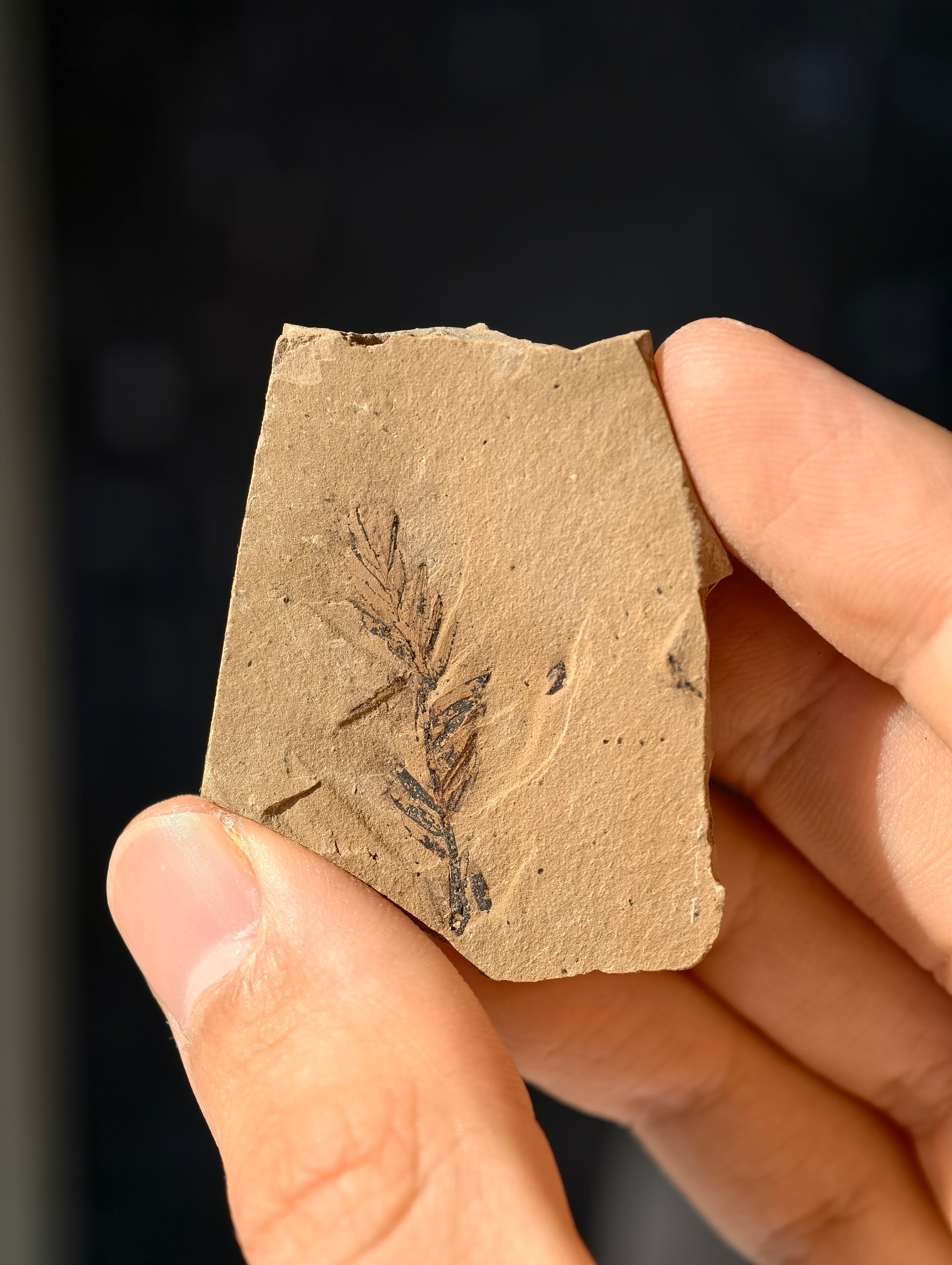 Fossile Urweltmammutbaum-Zweige Metasequoia sp. aus Kanada 42 Mio. Jahre