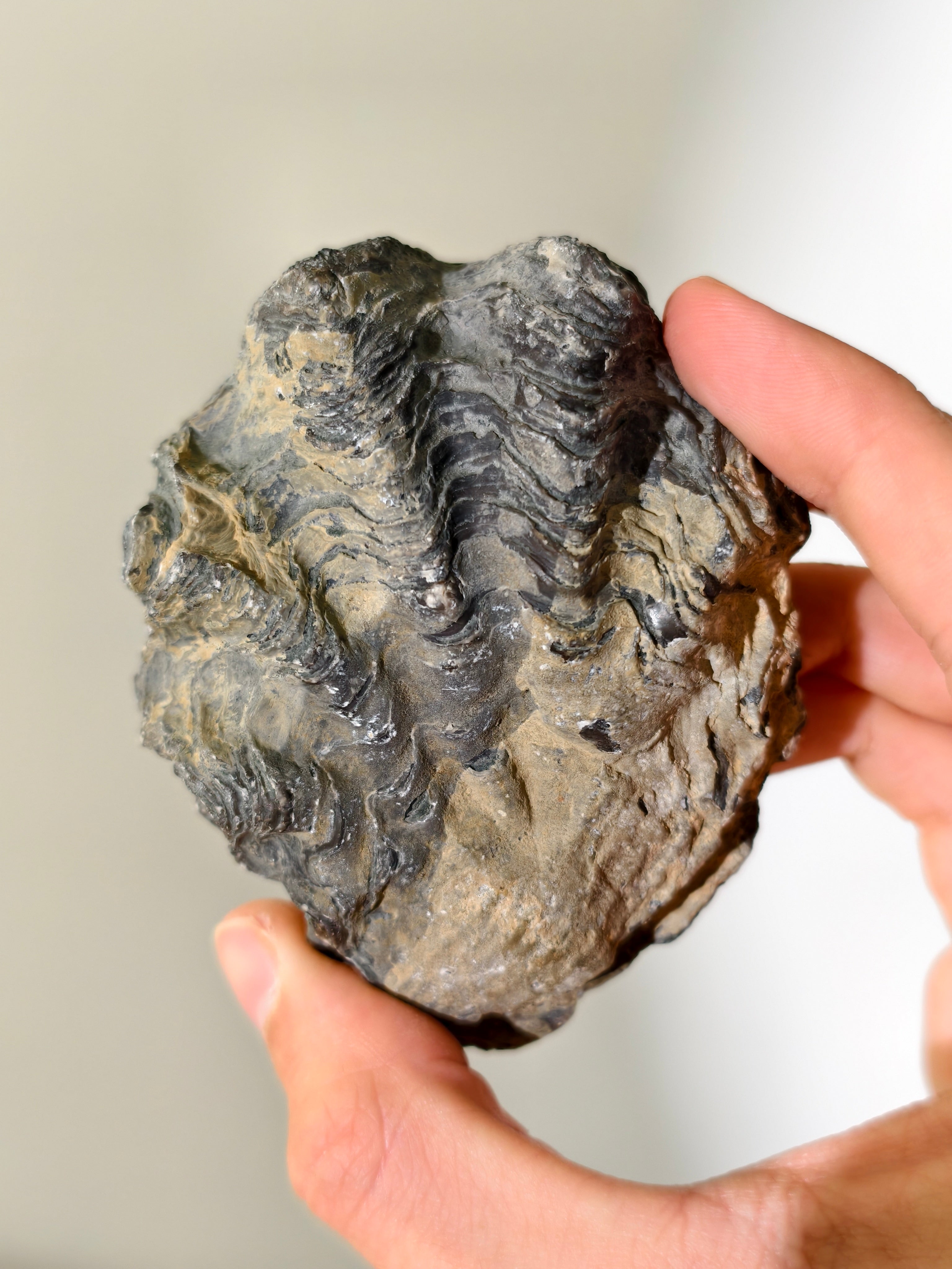 Fossile Riff-Auster Nicaisolopha nicasei aus Peru 77 Mio. Jahre